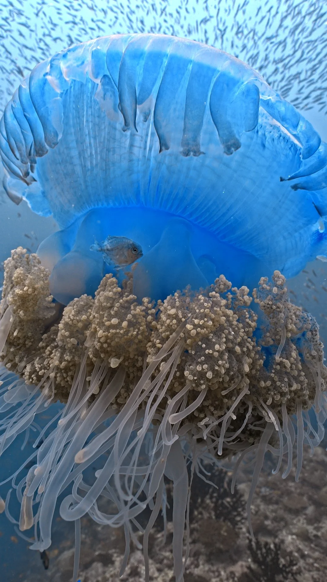 A large blue jellyfish with a small fish swimming nearby, both surrounded by coral and the deep ocean.