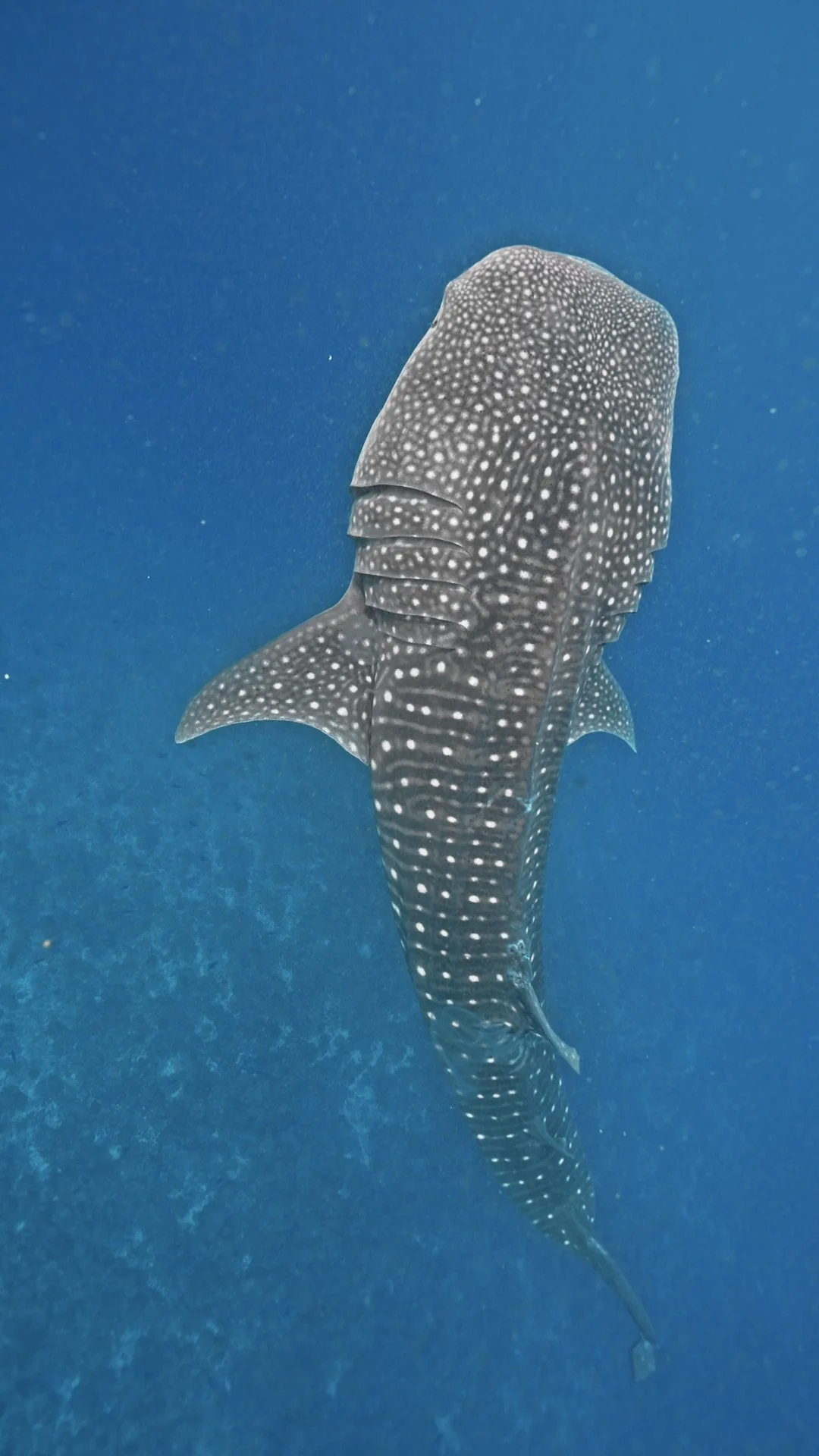 Whale shark swimming in the ocean with a blue background.