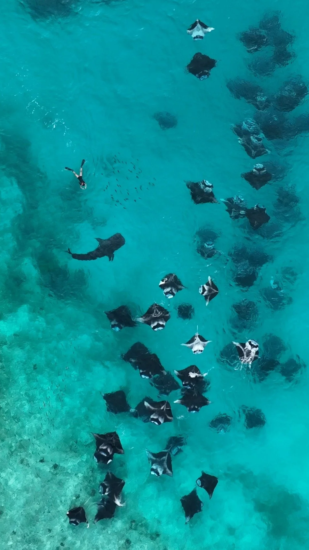 Imagine being here, surrounded by Mantarays