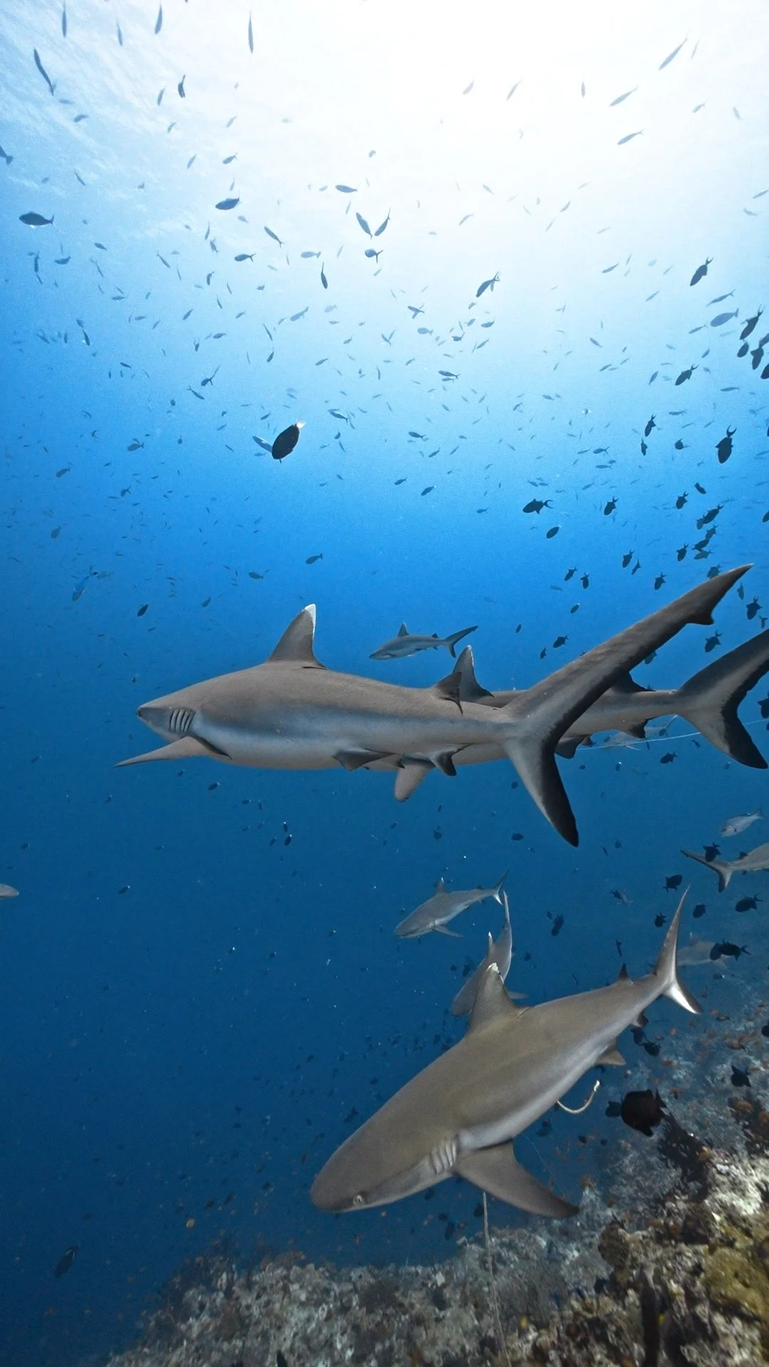 Shark show out at Rasdhoo Madivaru