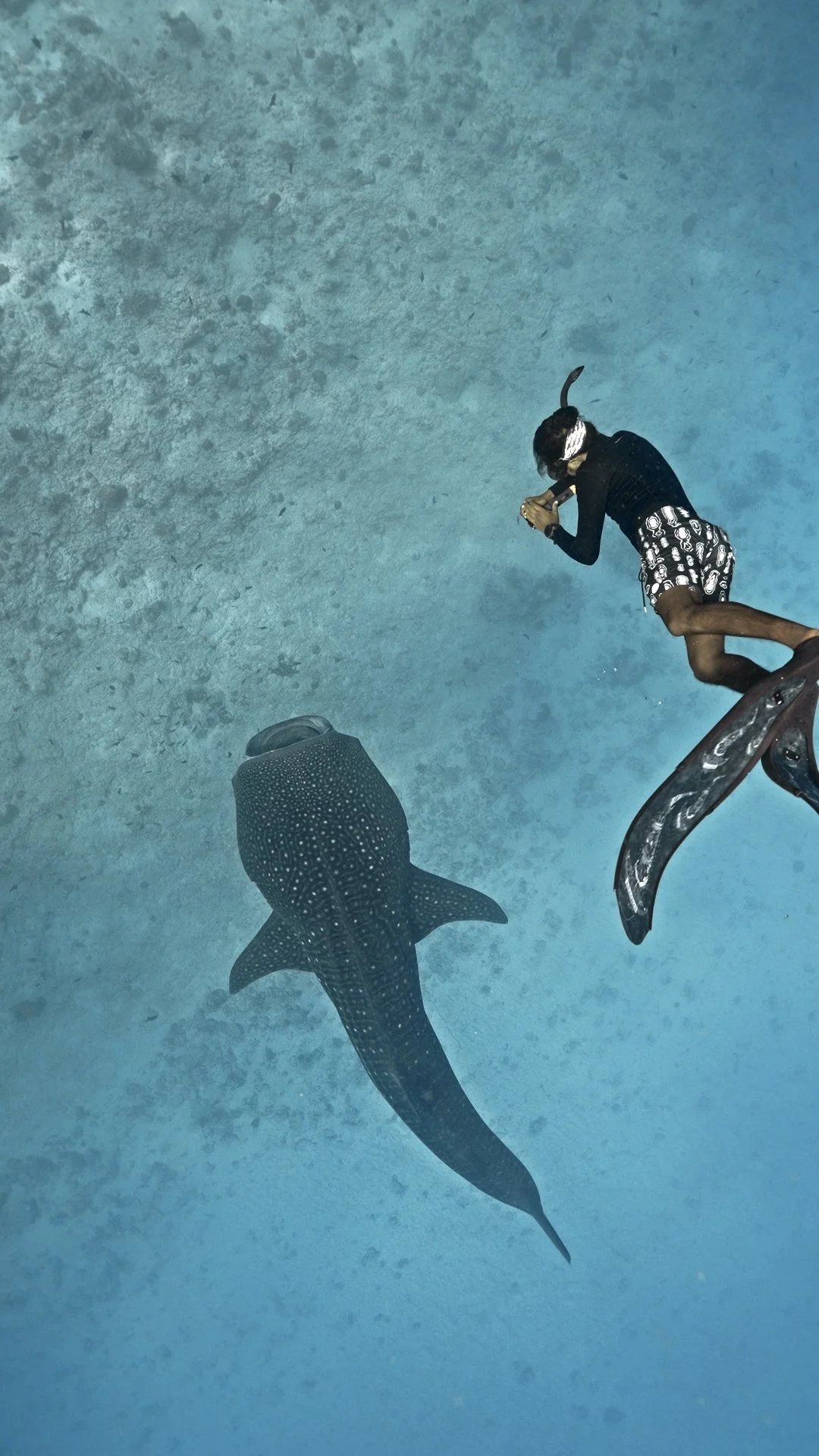 Side by side with a Whaleshark