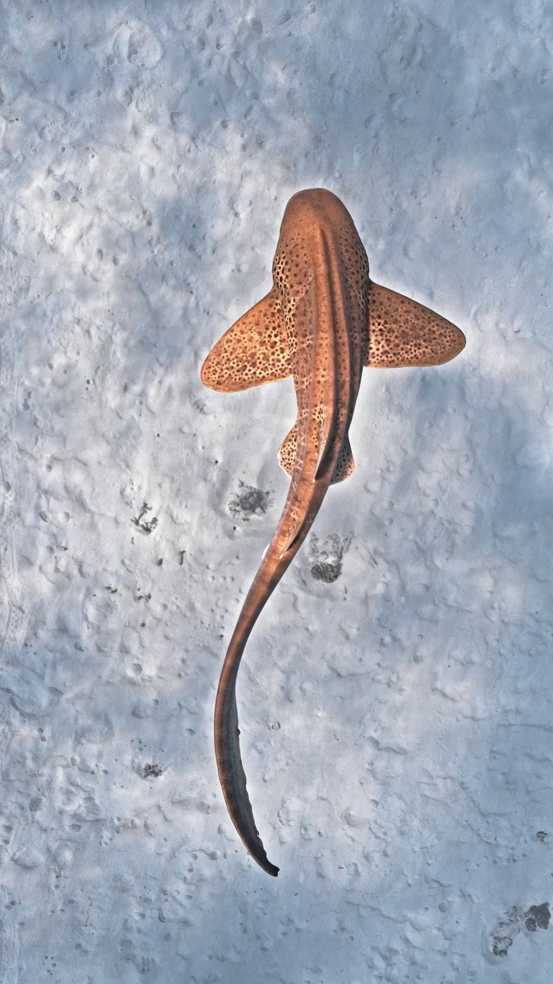 A small brown shark with dark spots on its body, viewed from above on a sandy surface.