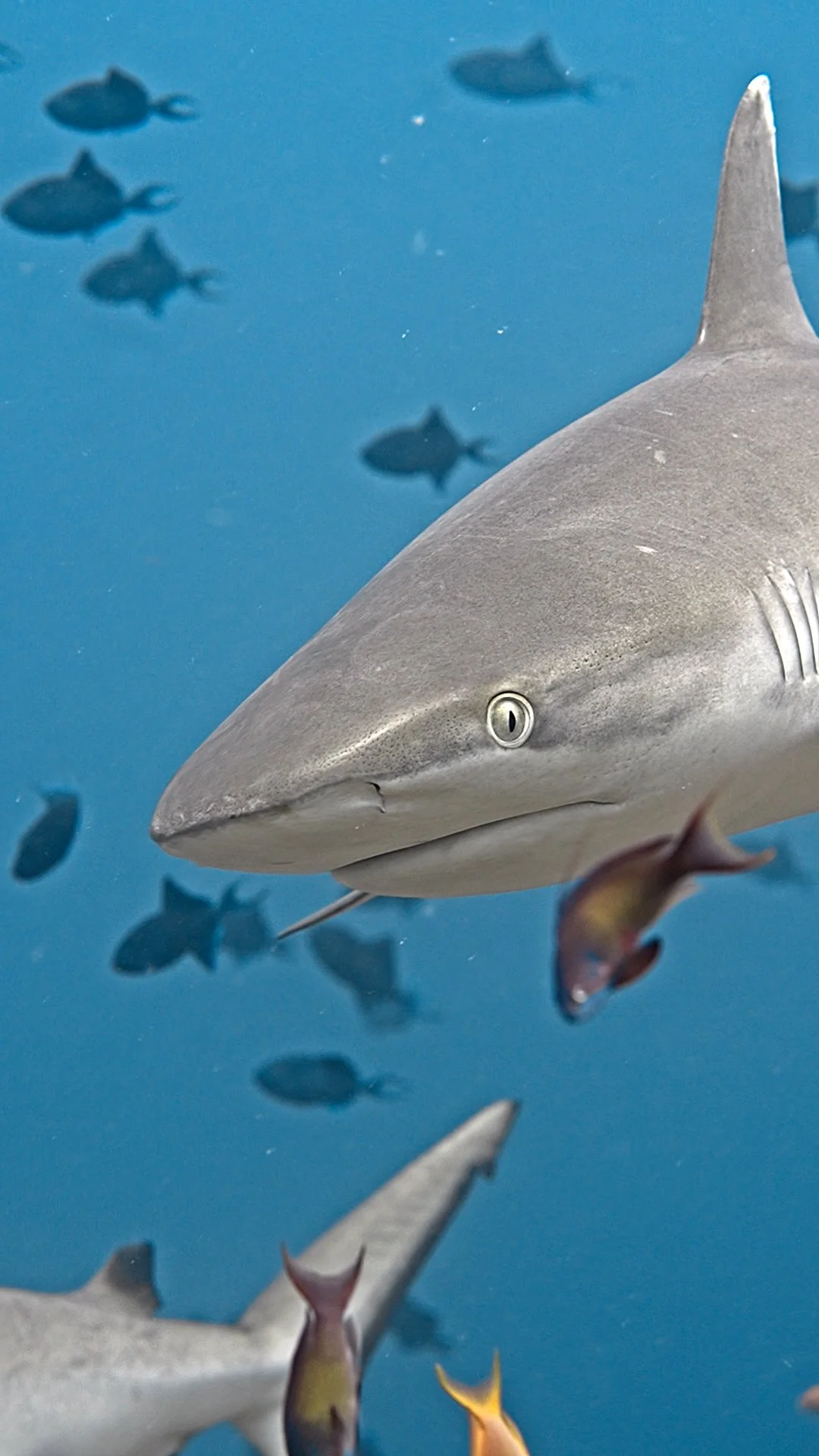 Upclose, with a Grey Reef Shark
