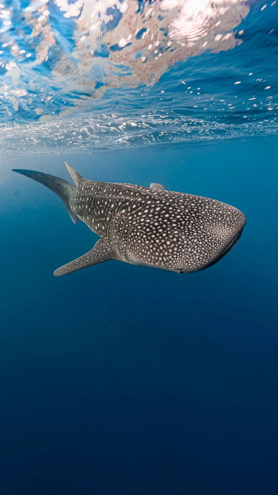 Out in the vast blue, a tiny whaleshark.