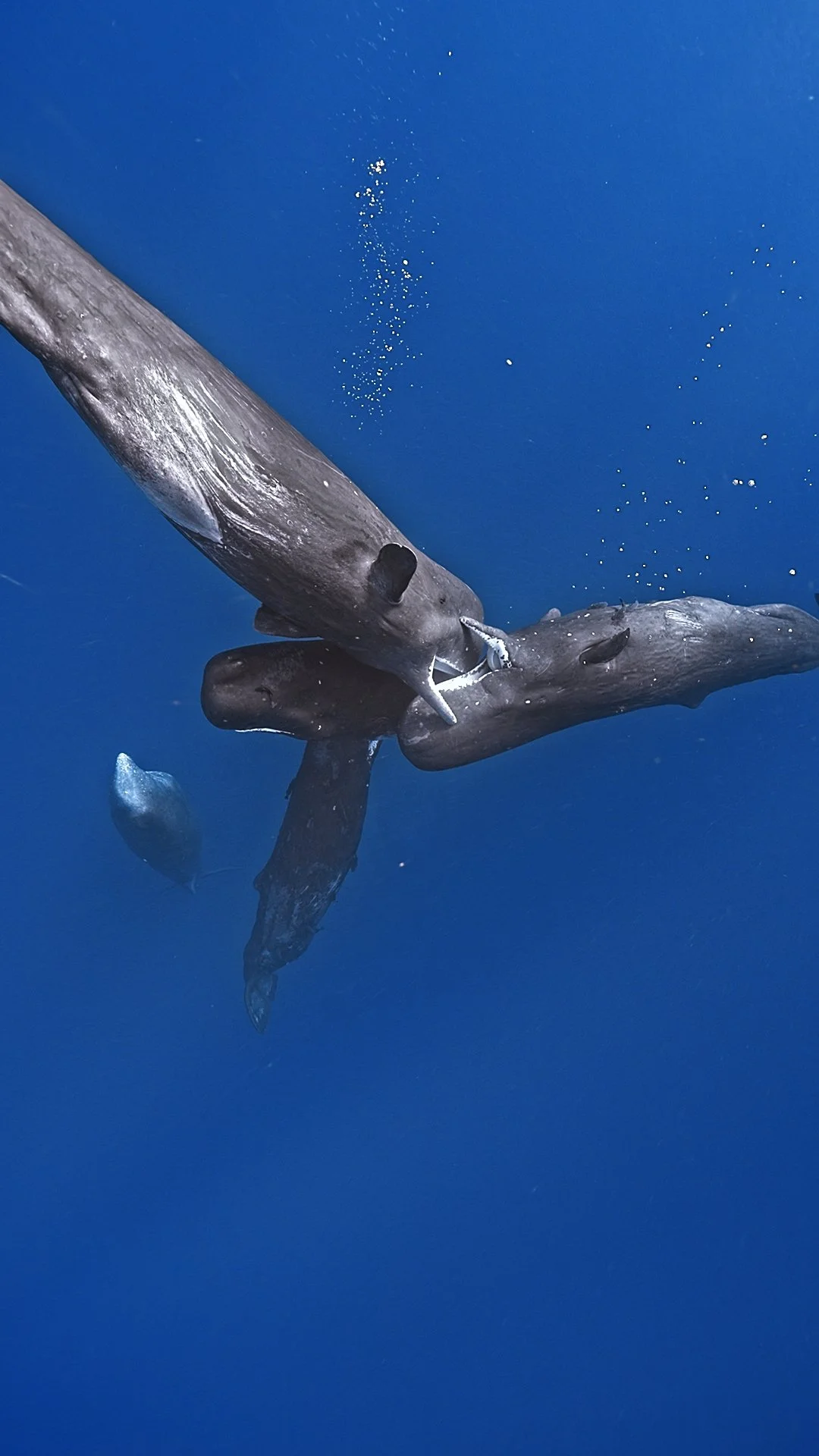Socializing Sperm Whales