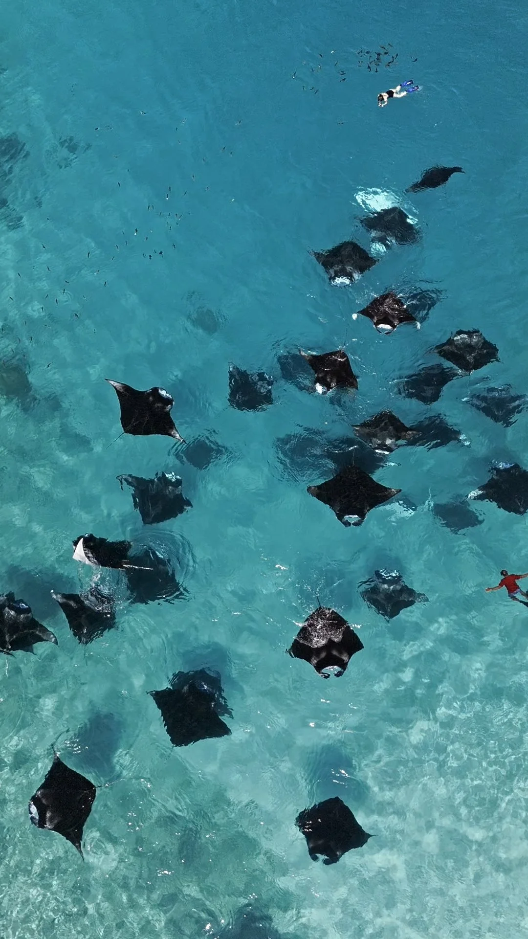 People in the water with manta rays swimming above.