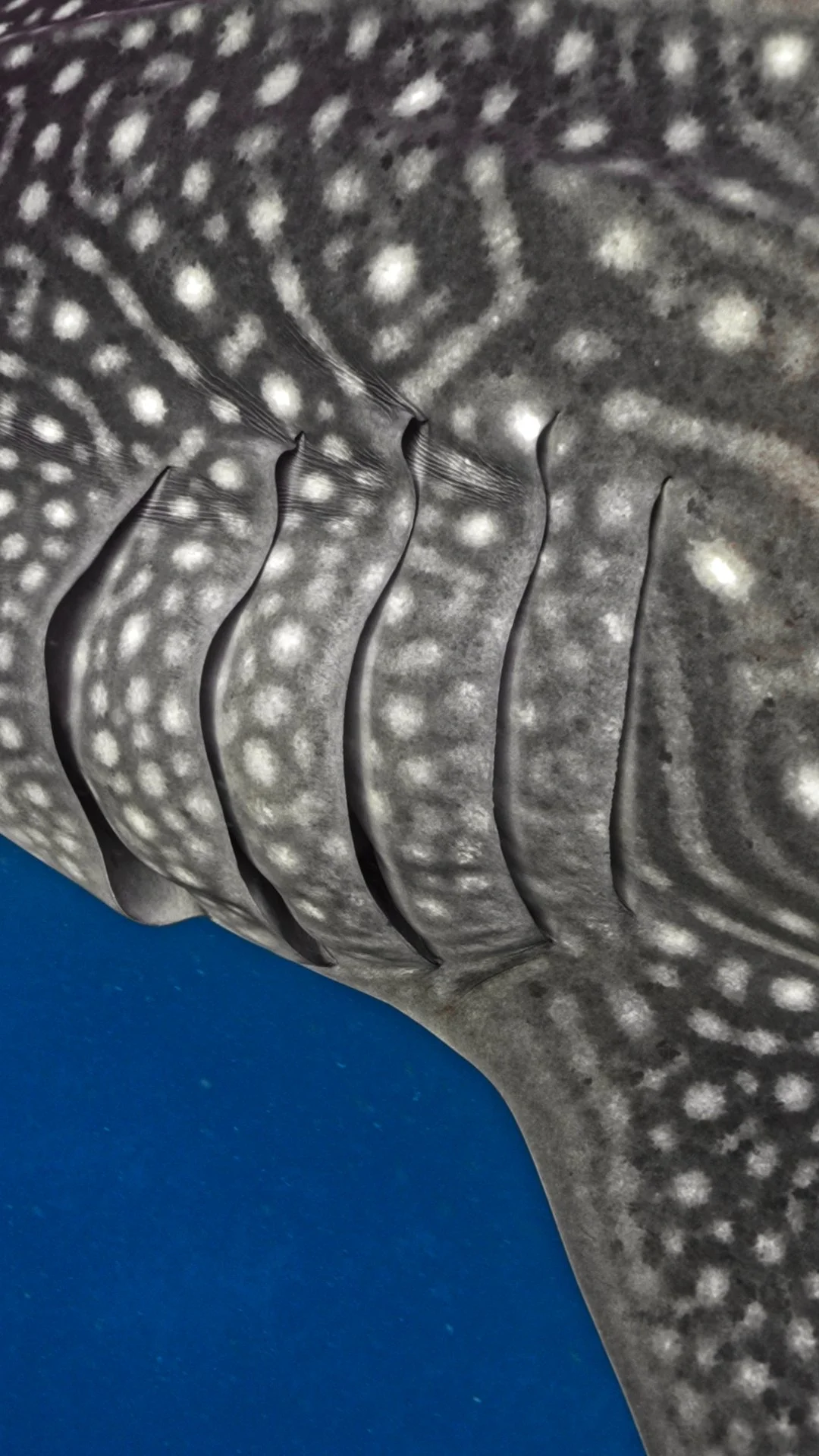 Close-up of a whale's skin with distinctive white spots and folds, set against a blue background.