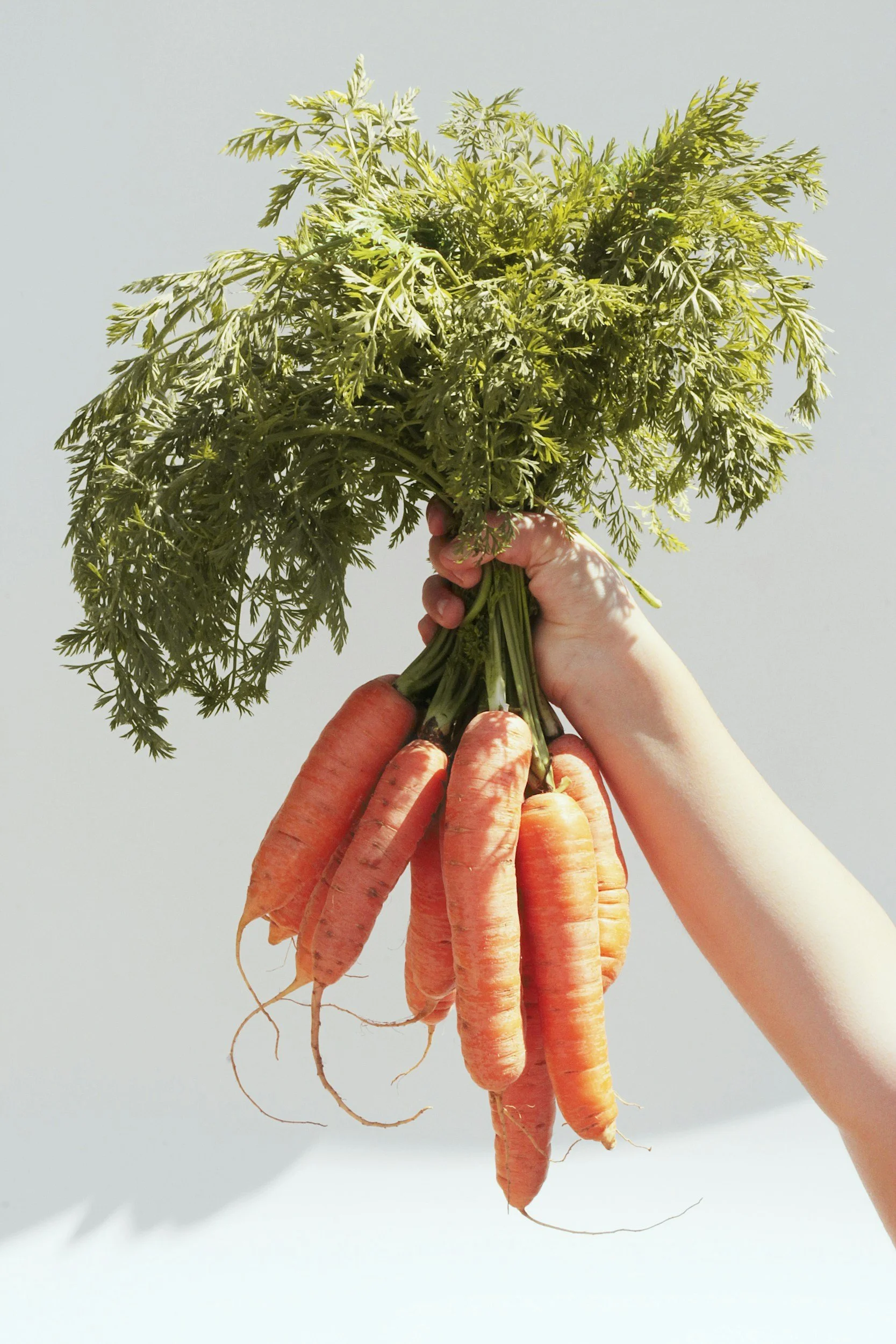 Main dans une main, un bouquet de carottes avec leur feuillage vert.
