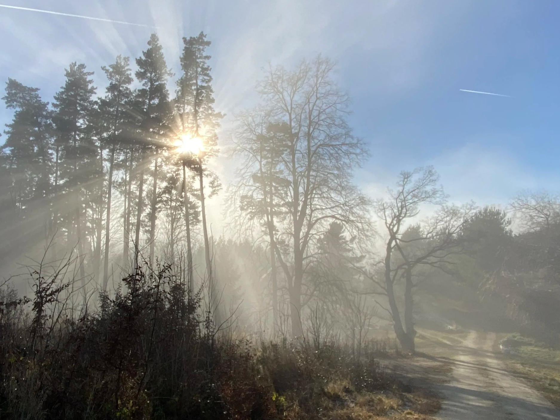 Sonne im Wald