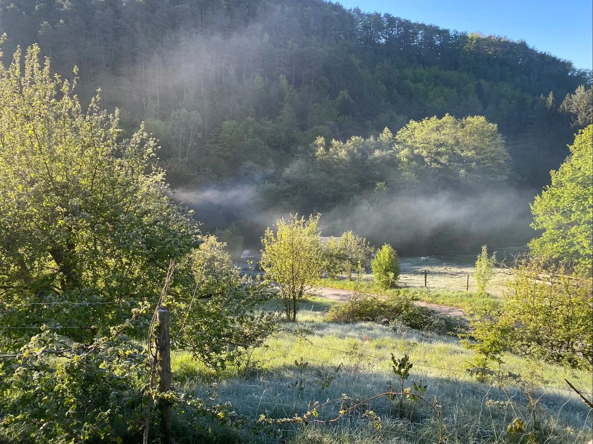 Frühlingsnebel
