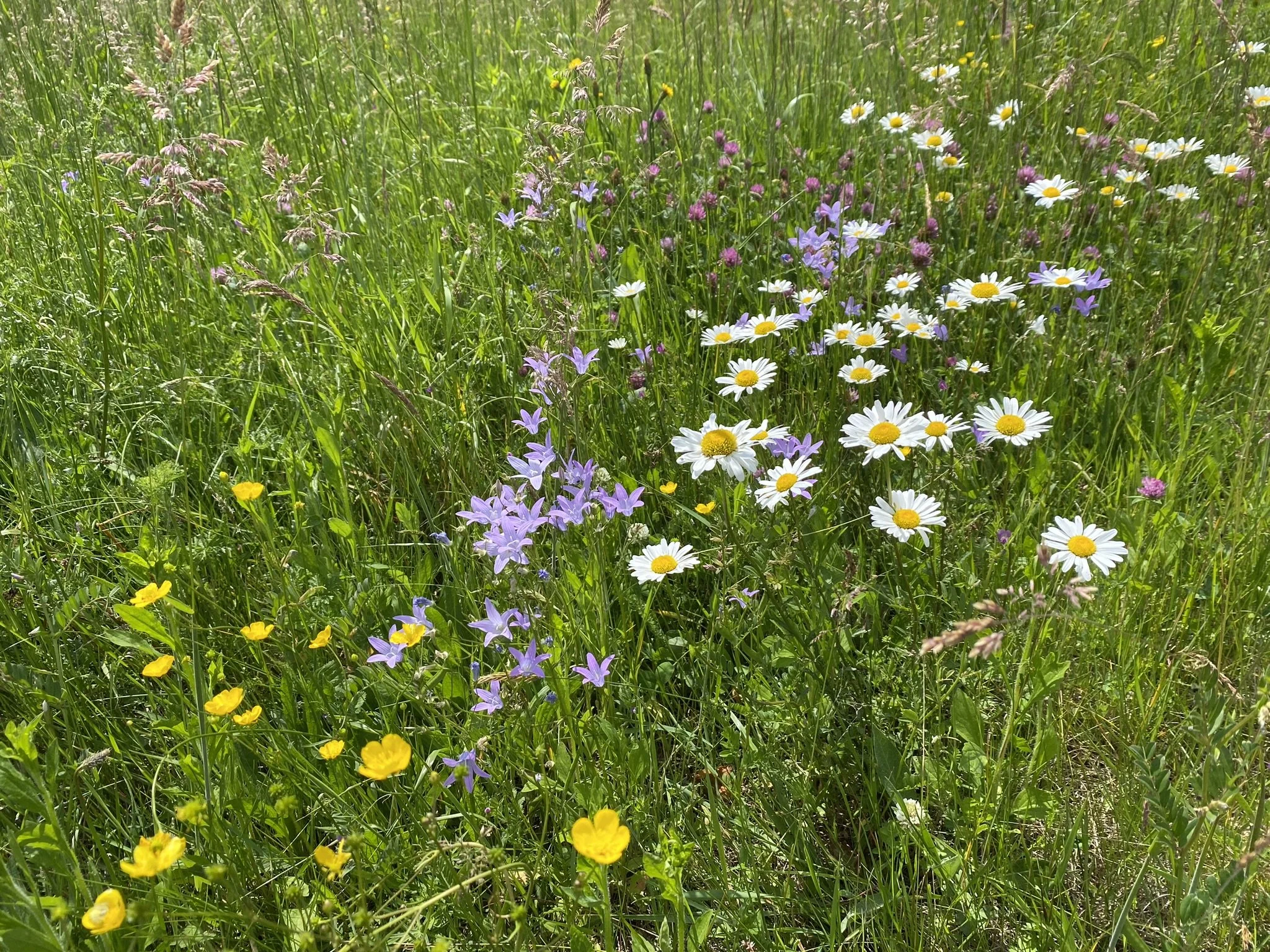 Blumenwiese Naturpark Pöllautal Pölt Fasten mit Neli Auszeit