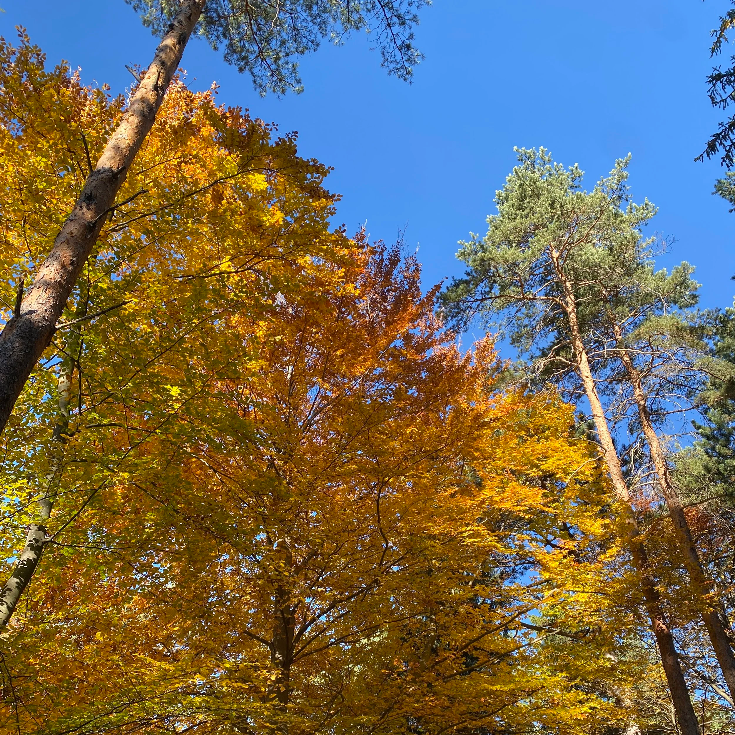 Landschaft mit grünen Wäldern, hügeligen Feldern und dunklen Wolken am Himmel
