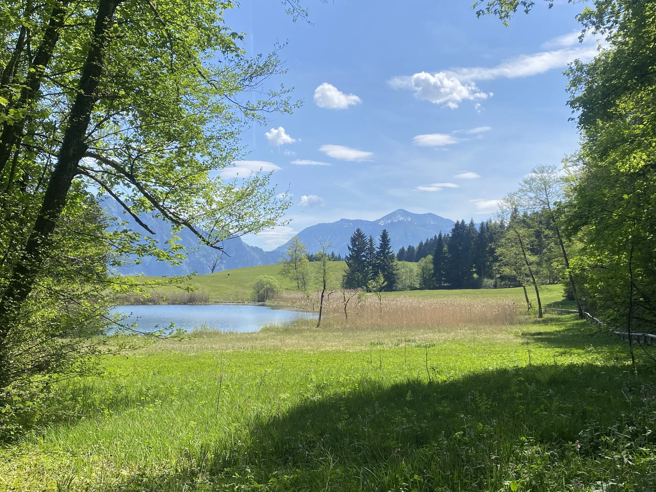 Landschaft mit Hügeln, Bäumen und Nebel im Tal, blauen Himmel und grünen Wiesen.