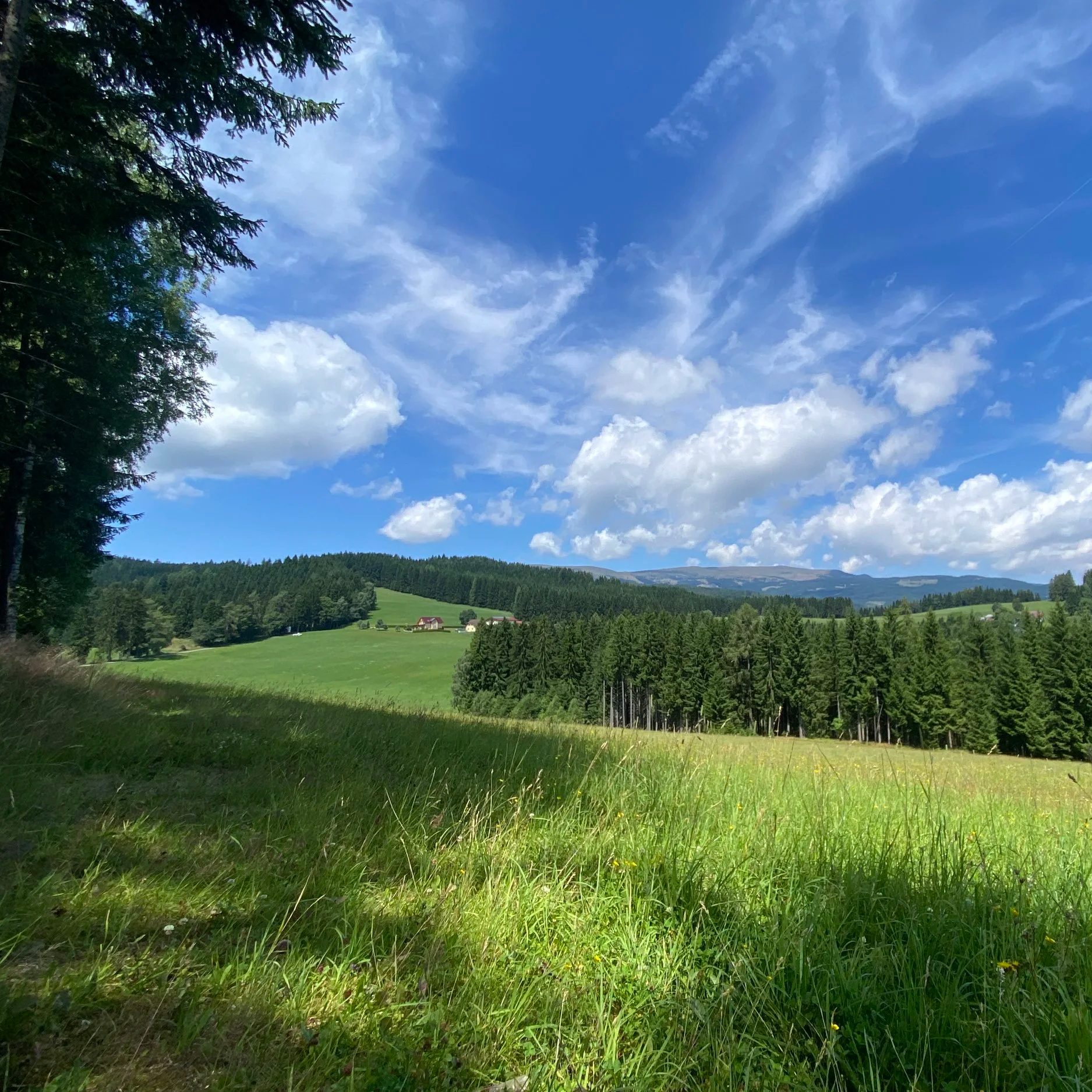 Ein großes Feld mit verschiedenen Wildblumen, darunter Gänseblümchen, Vergissmeinnicht und gelbe Blüten, bei sonnigem Wetter.