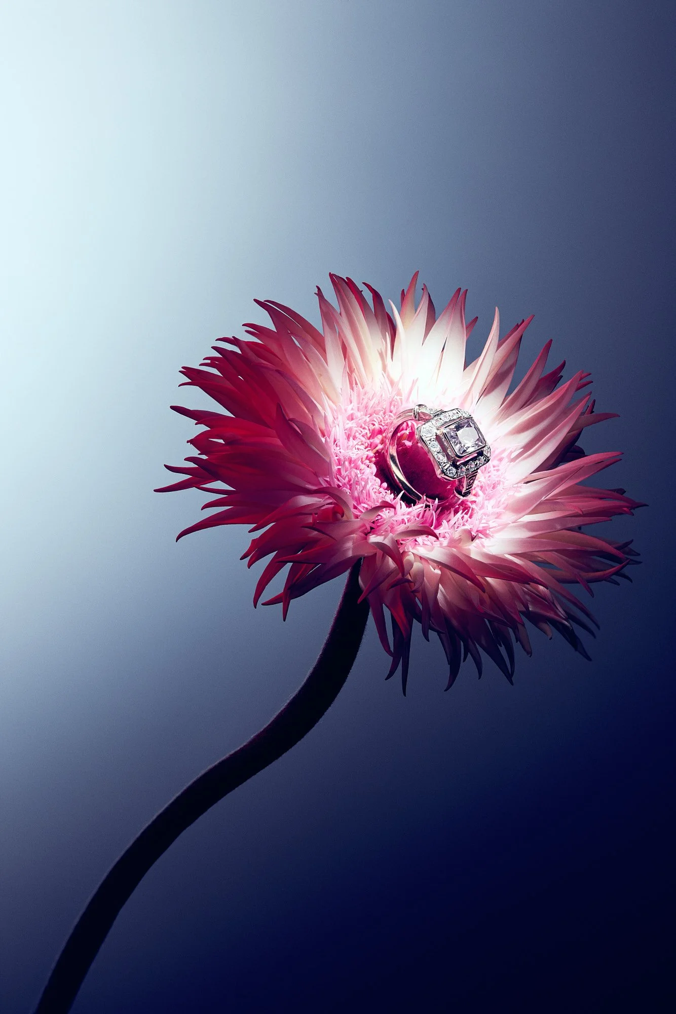 A pink and white flower with a diamond engagement ring resting on its petals