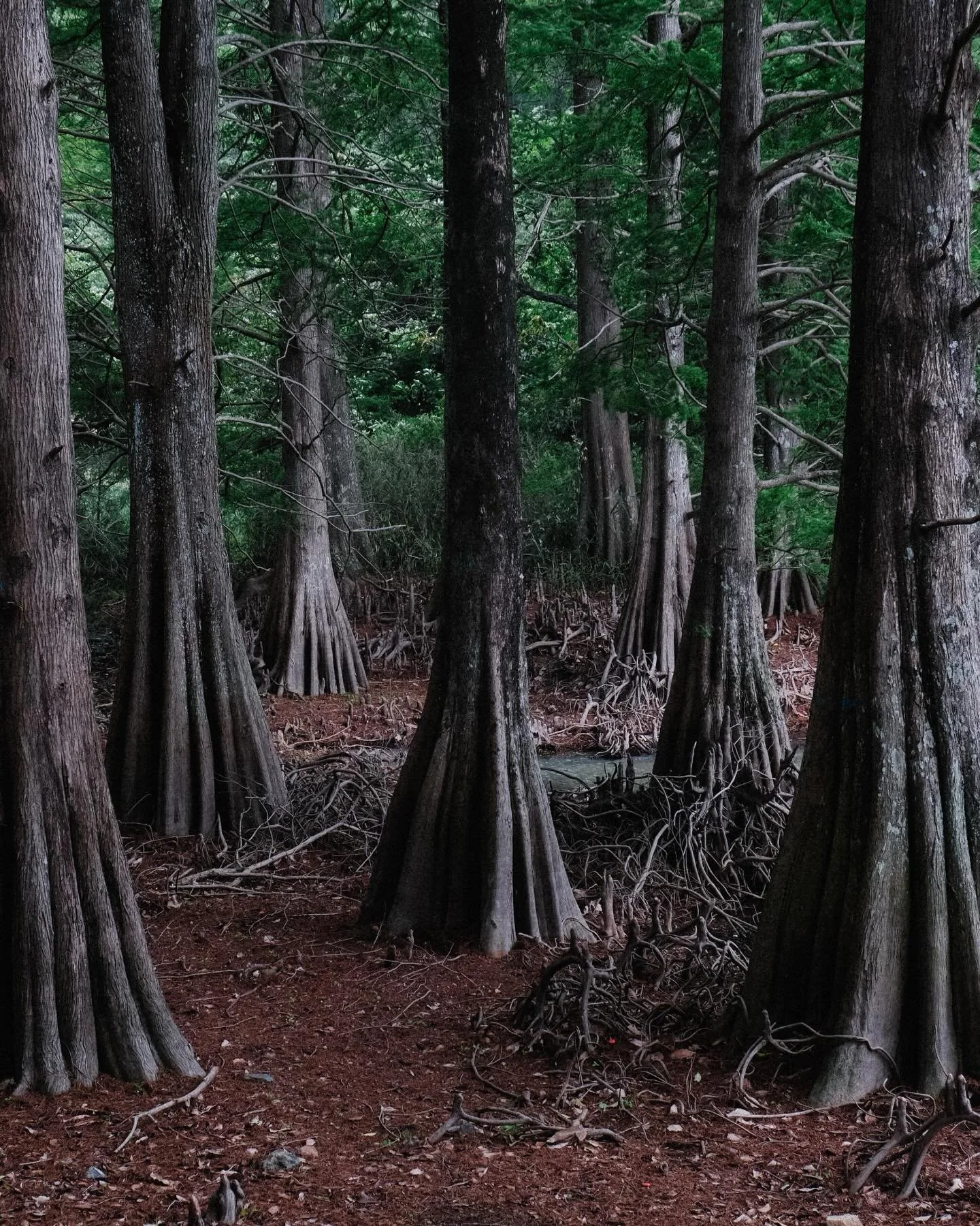 Week 17/104 in Japan 

Coming into Kyushu with Fukuoka &amp; Hita.