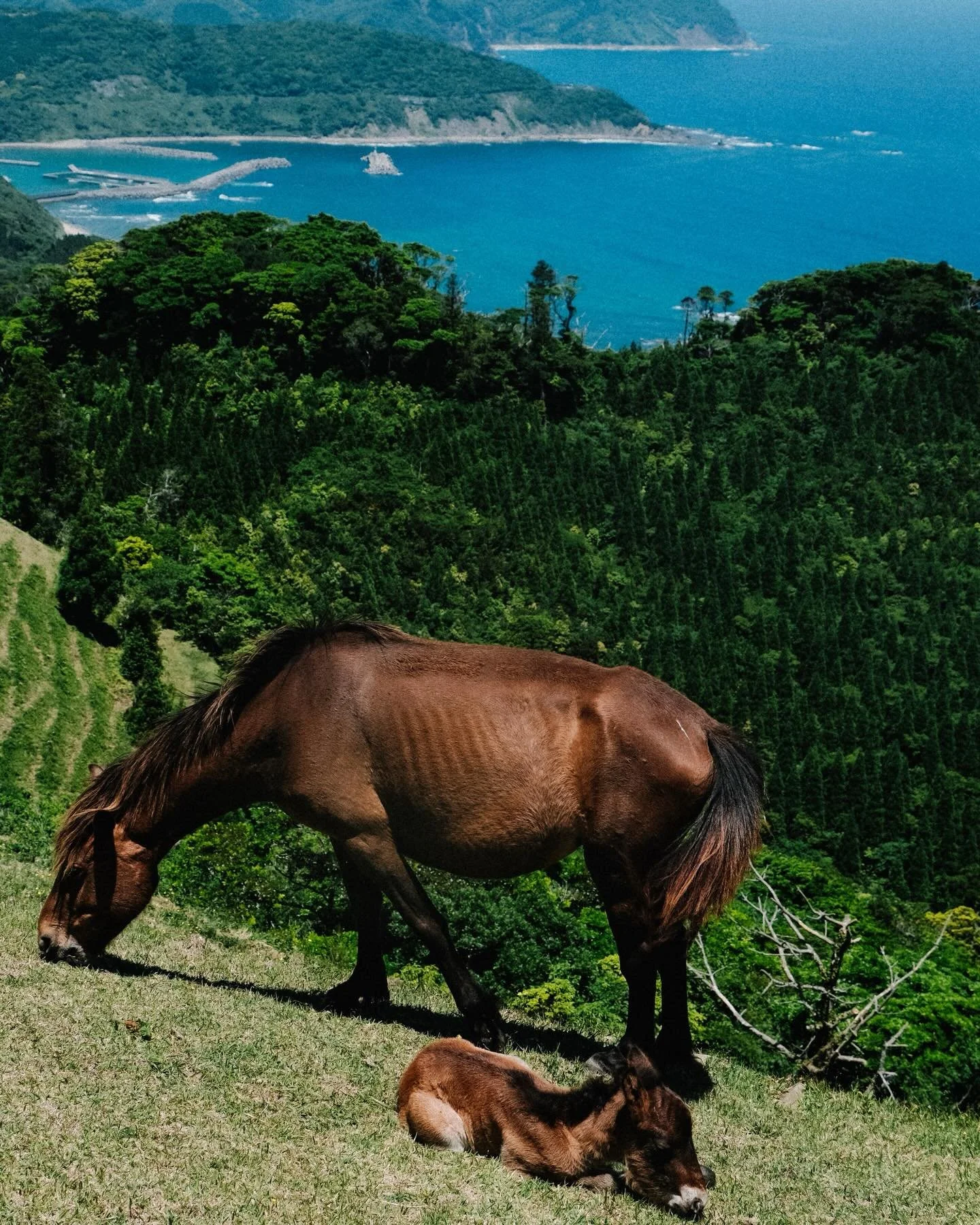Week 20 in Japan. 

Cape Toi, Sakurajima, Kagoshima City &amp; Mount Kirishima