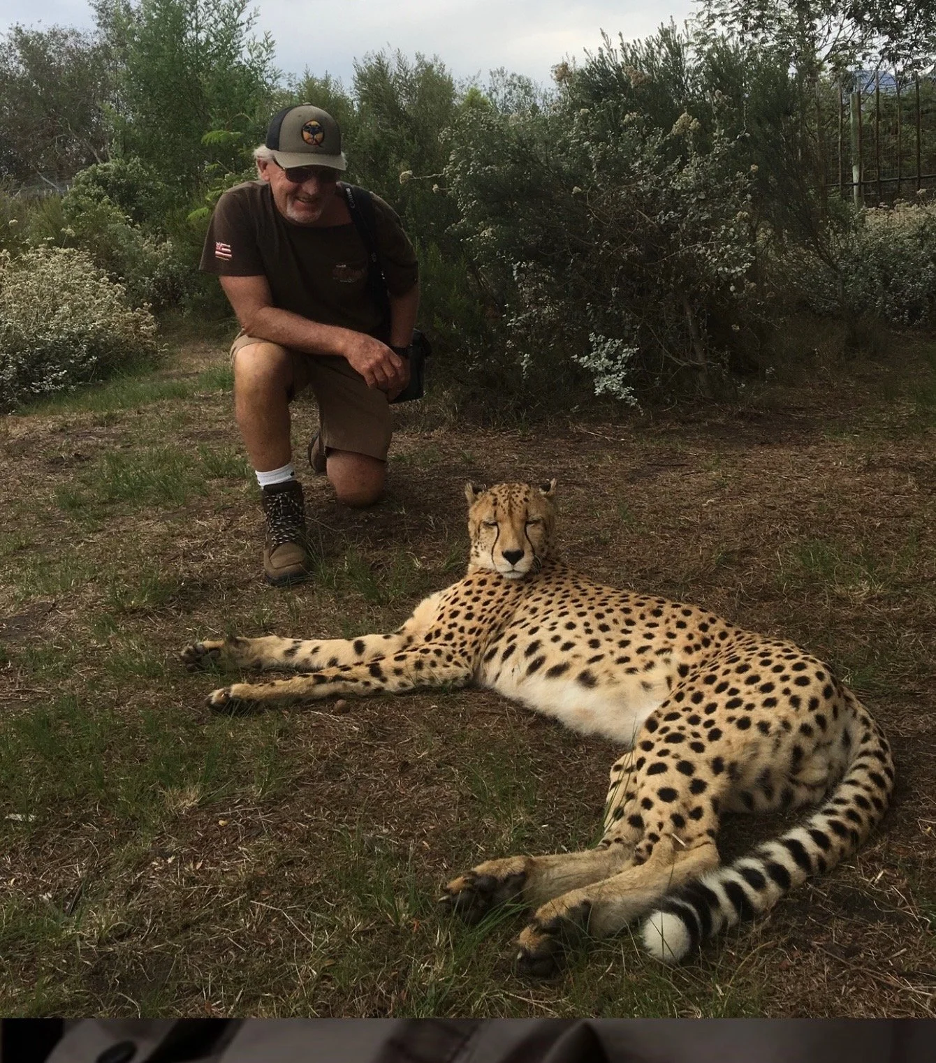 Cheetah in the bush