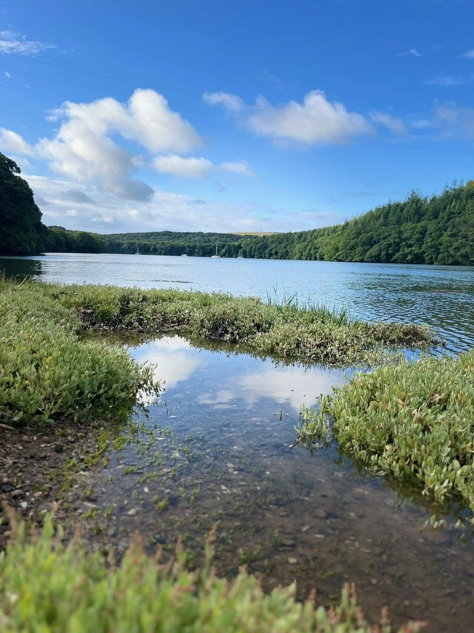 Samphire.jpg