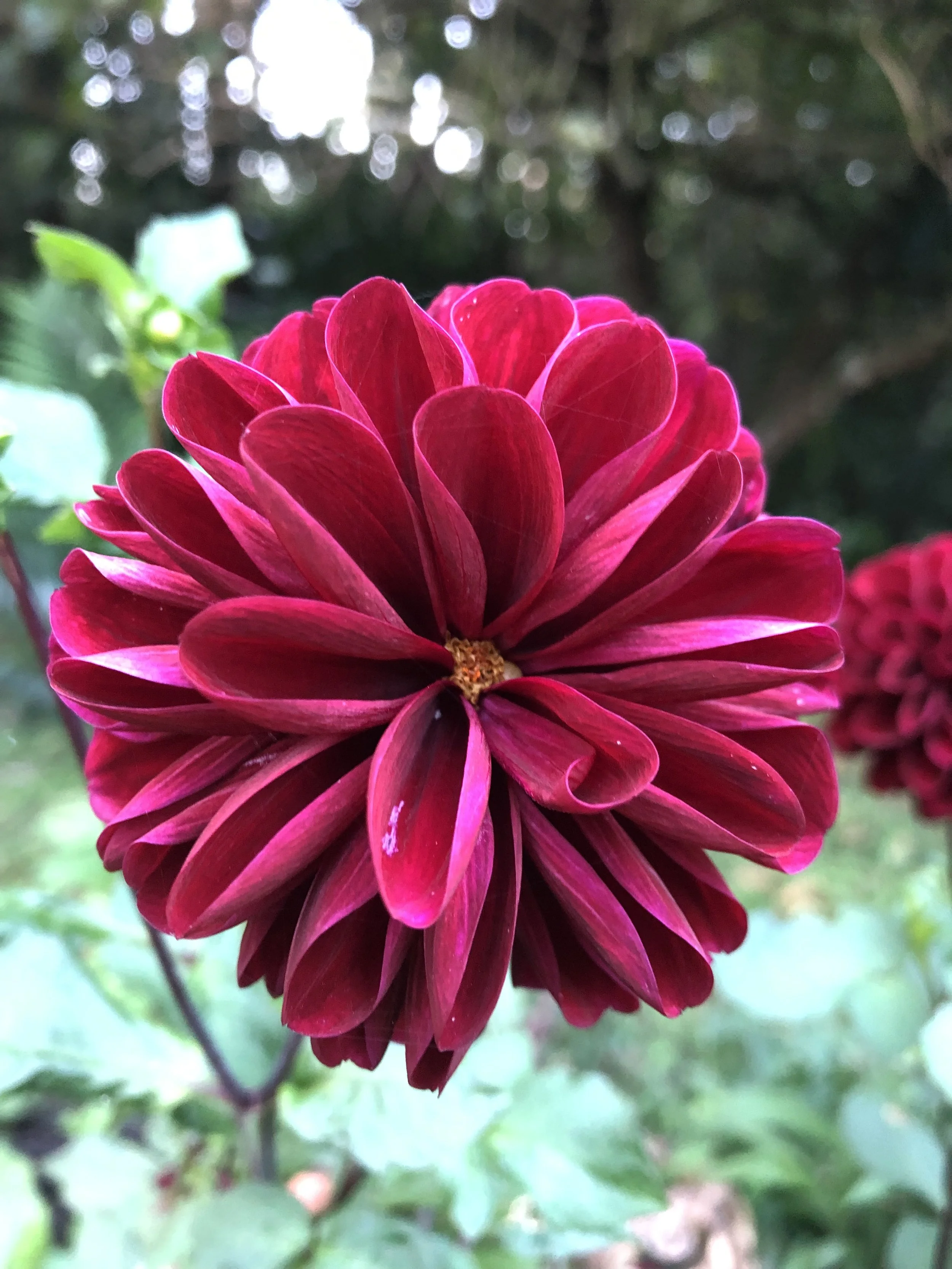 Close-up of a vibrant red flower with layered petals, blurred green foliage in the background.