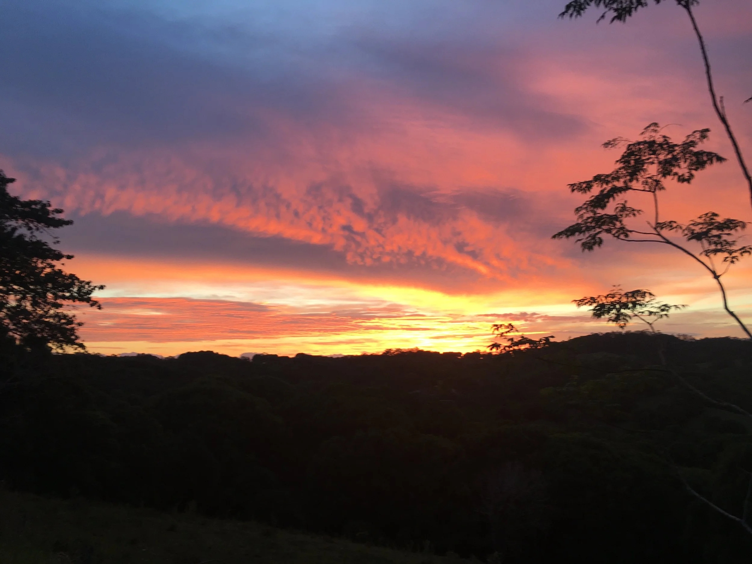 A vibrant sunset with pink, purple, and orange hues in the sky, silhouetted trees in the foreground.