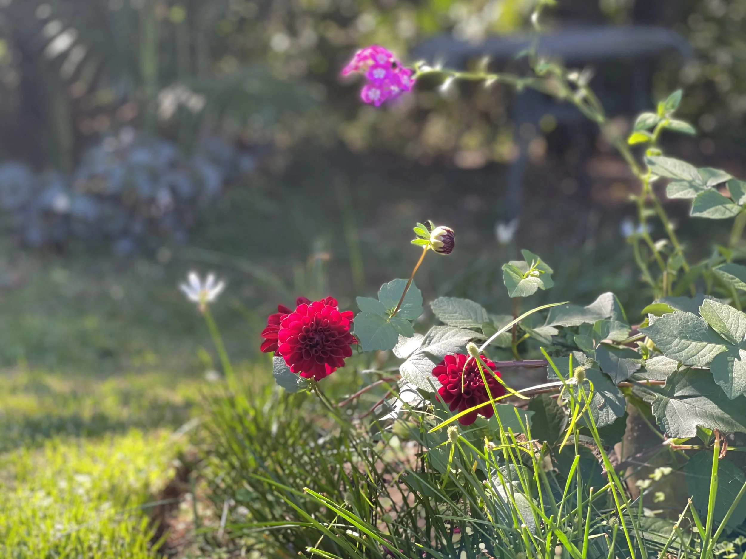 A garden scene with a red dahlia flower in the foreground, and pink and purple flowers with green leaves. Sunlight filters through the background, creating a soft and warm atmosphere.