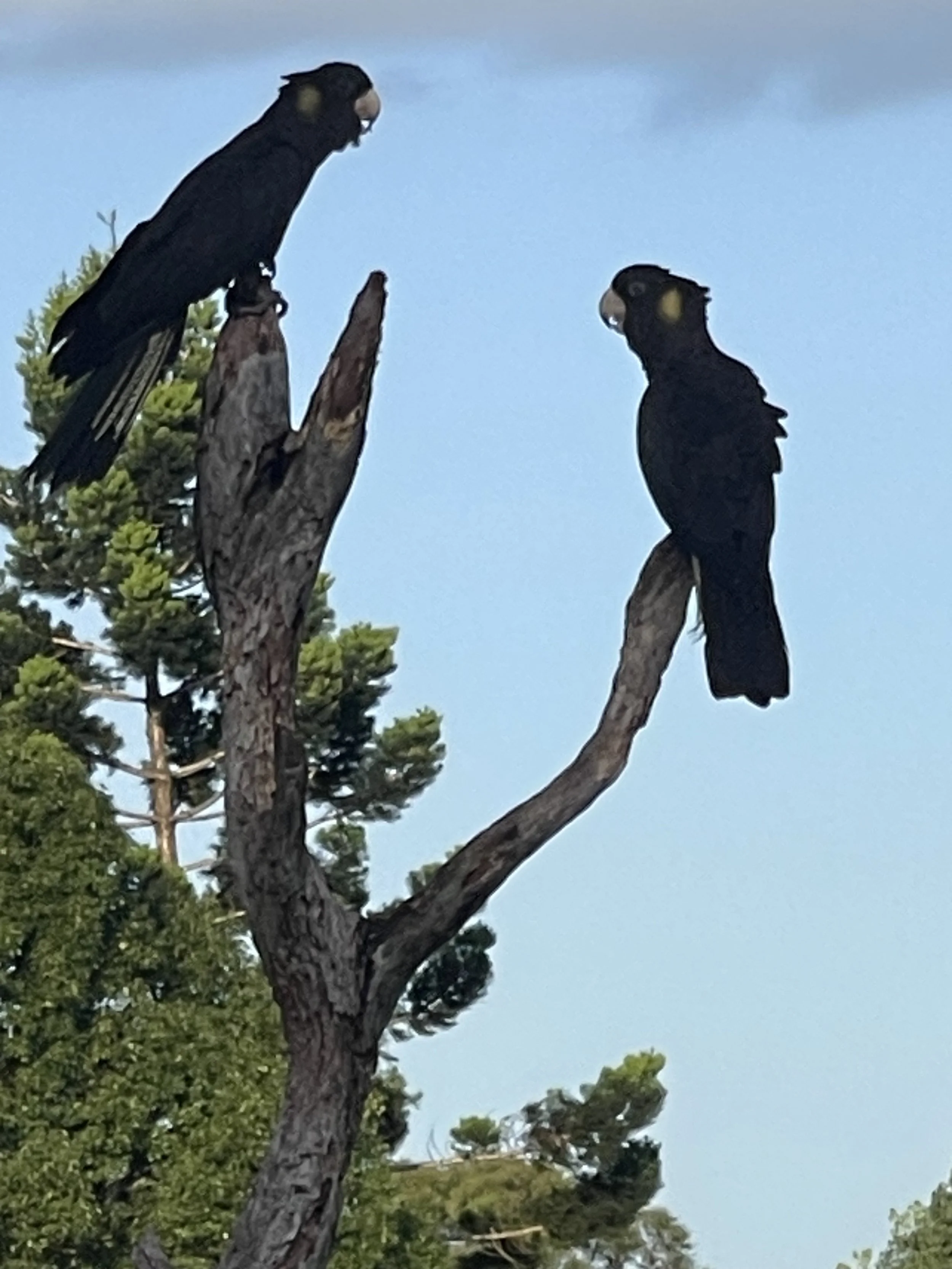 Two black birds, possibly ravens or crows, perched on the branches of a tall tree with green foliage, against a clear blue sky.