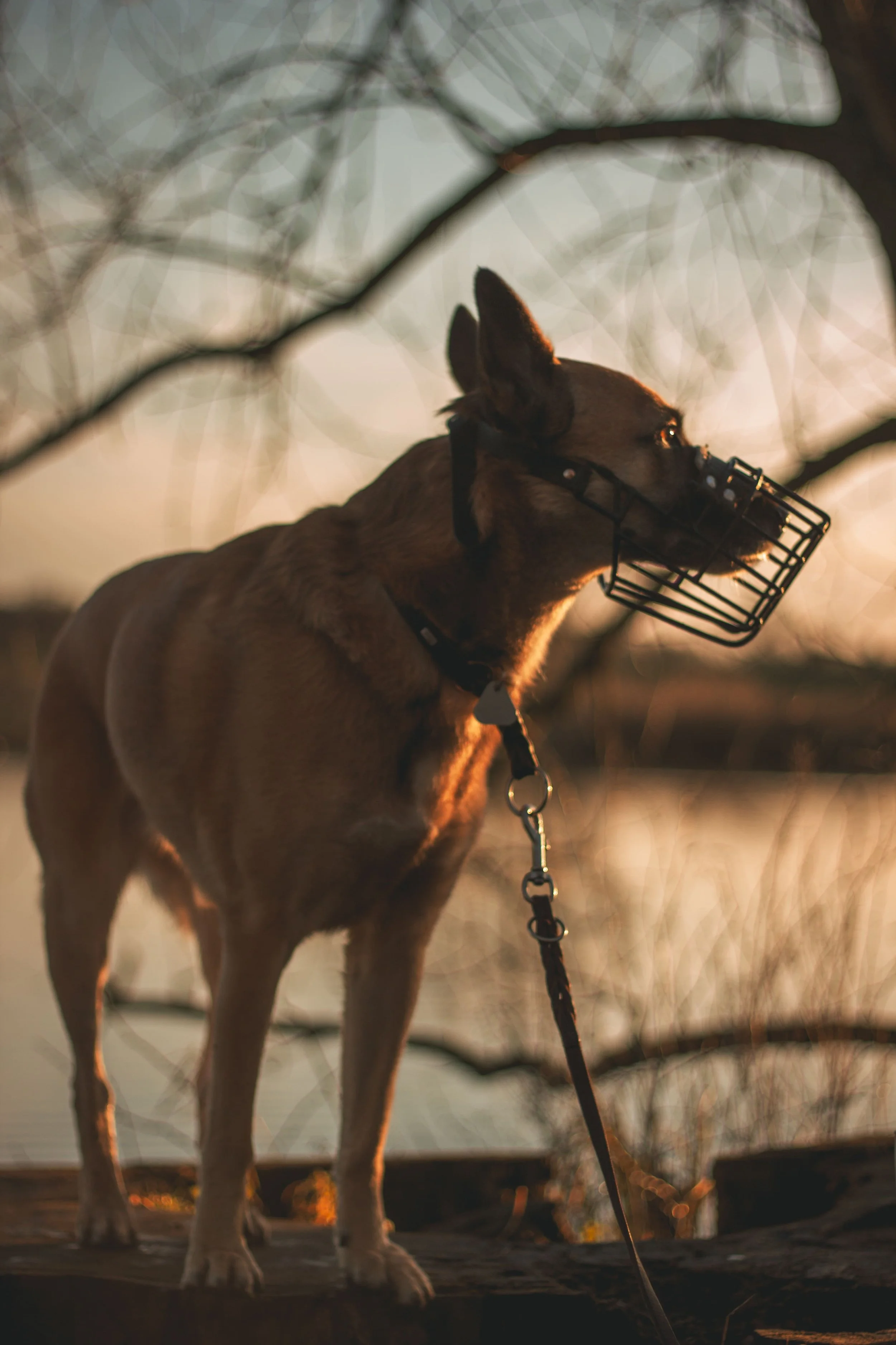 Ein Hund mit Schutzkorb um den Kopf, der im Freien bei Sonnenuntergang steht.