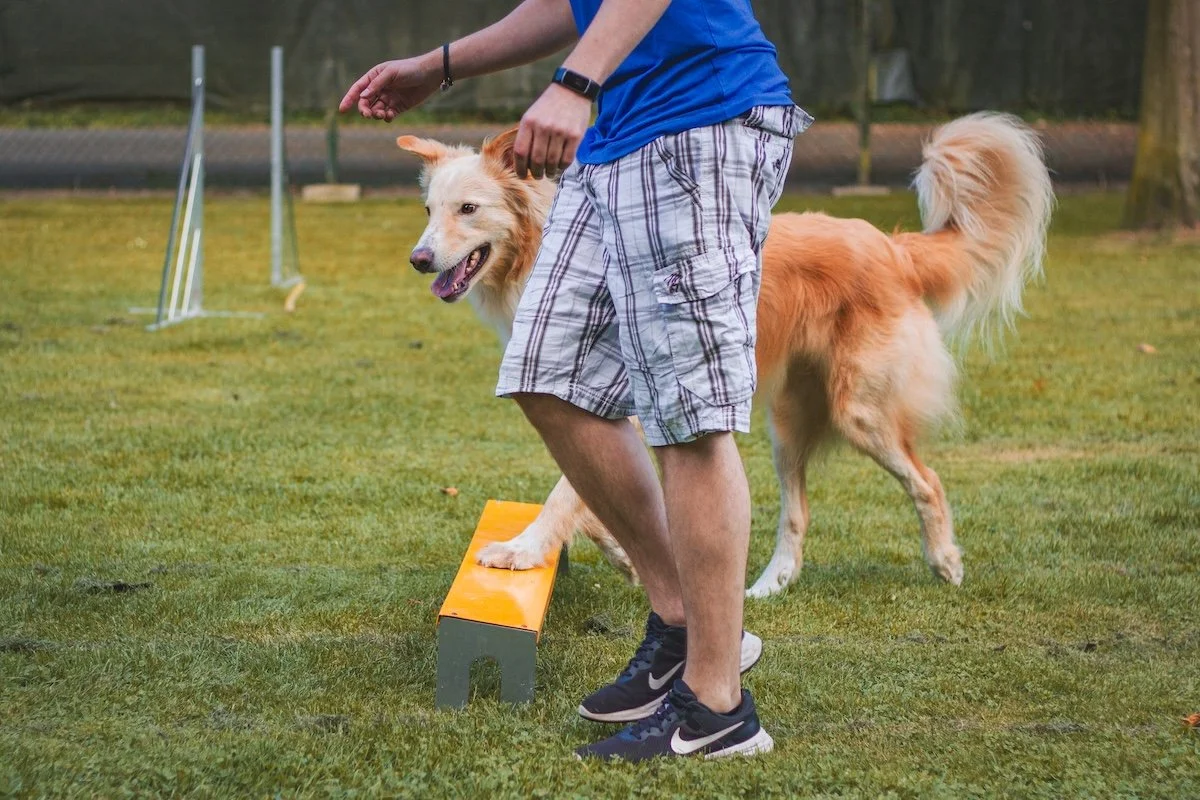 Hund schaut zu seinem Menschen hoch, der eine Greifzange in der Hand hält