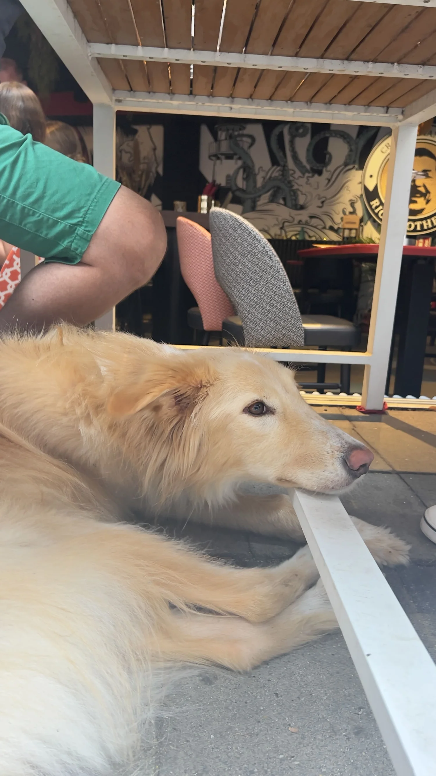Hund liegt entspannt unter einem Cafétisch beim Alltagstraining in Hamburg