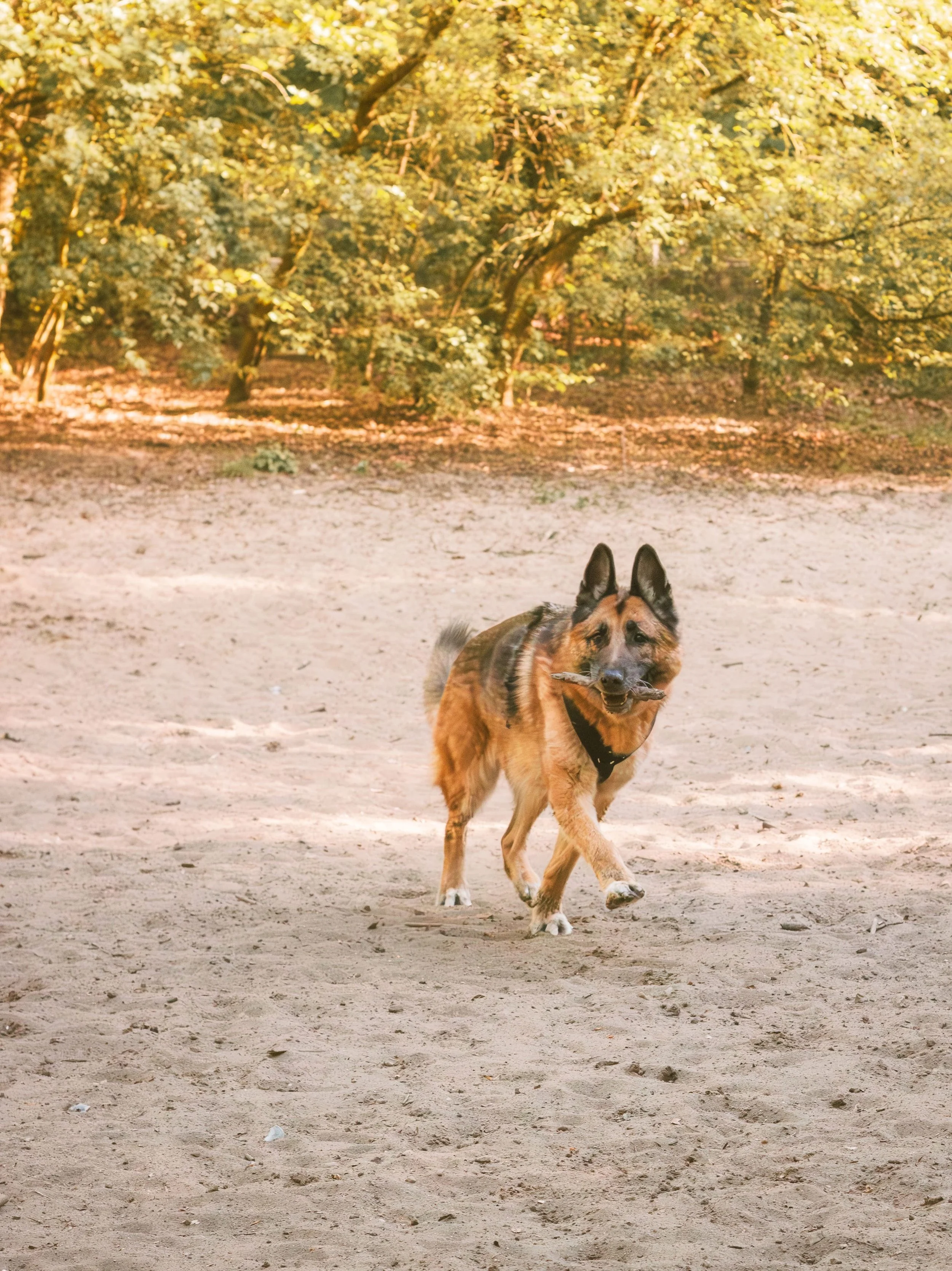 Ein Hund läuft auf einem Sandweg in einem Park mit herbstlichen Bäumen im Hintergrund, Gegenlicht durch die Sonne