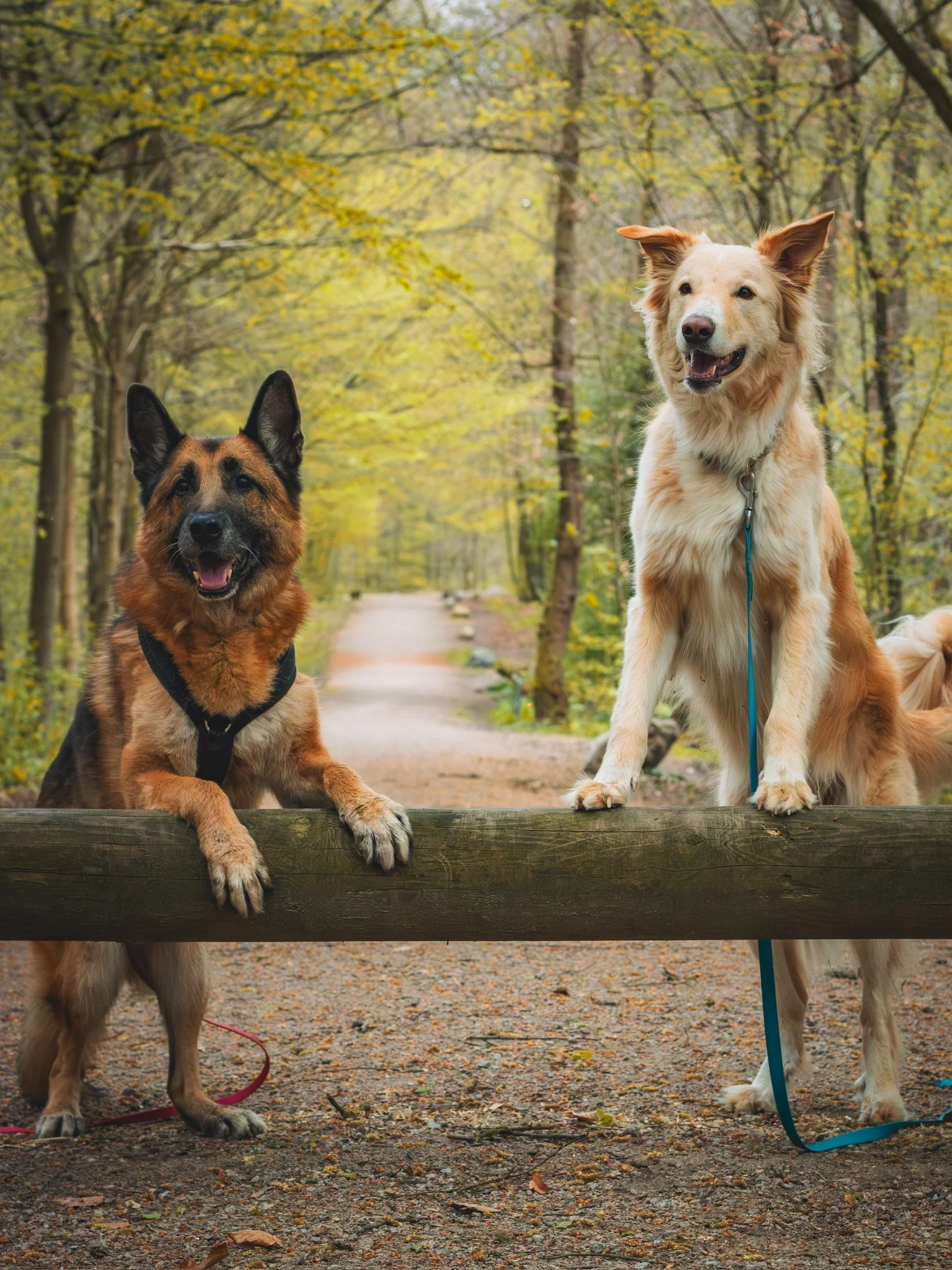 Zwei Hunde, ein Deutscher Schäferhund und ein golden-weißer Labrador, stehen an einem Holzsteg in einem herbstlichen Wald, umgeben von buntem Laub.
