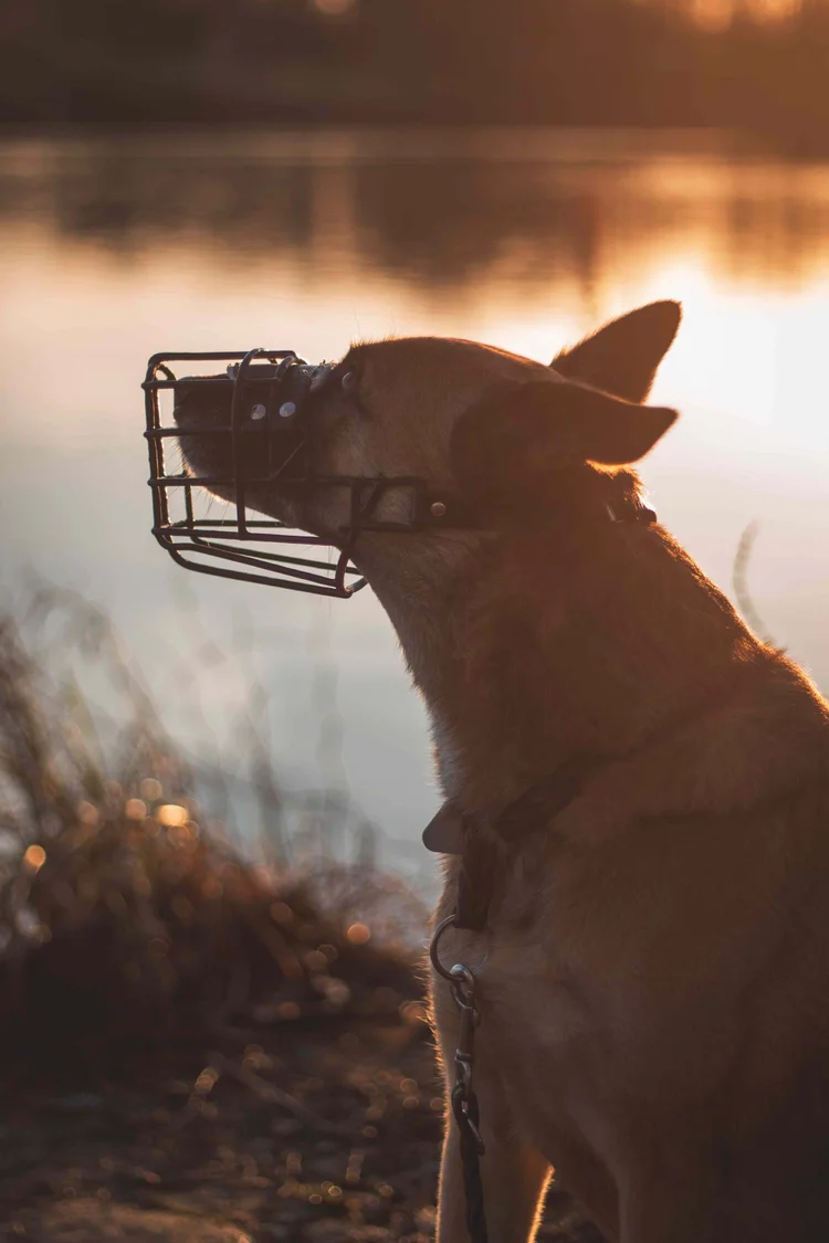 Hund mit Maulkorb entspannt am See – Social Walks in Hamburg