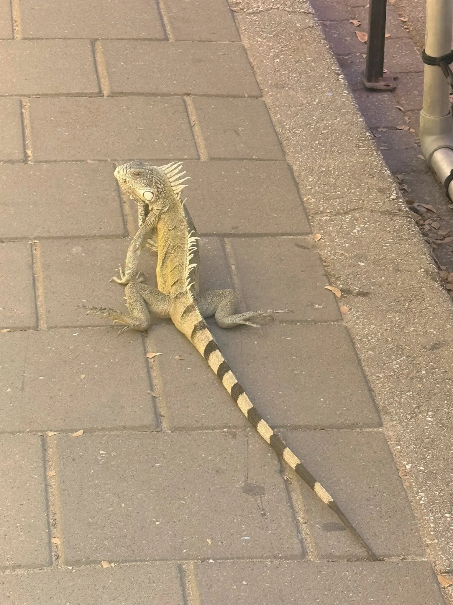 Image 91.jpeg