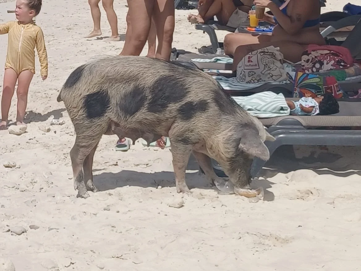 Image 155.jpeg