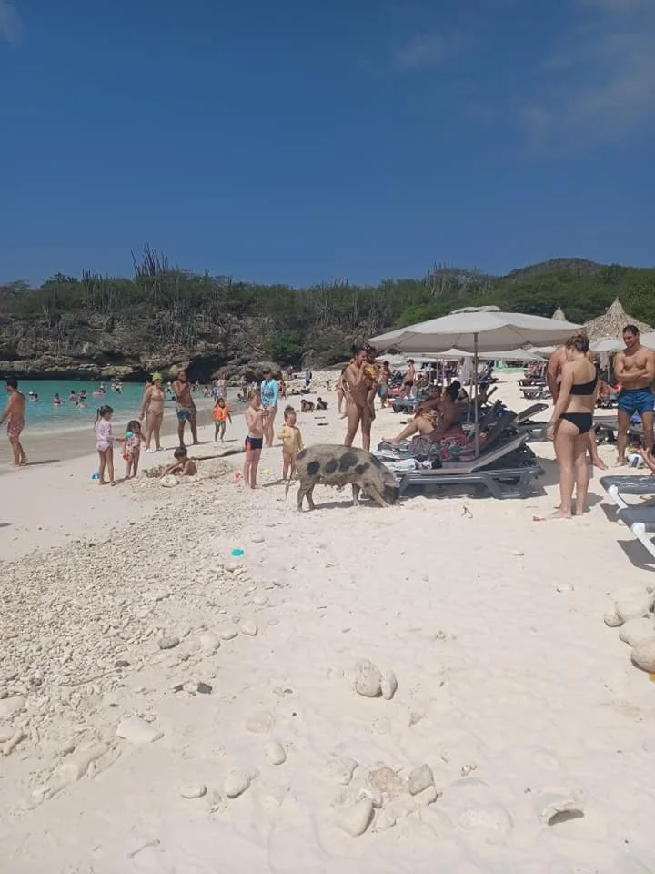 Image 151.jpeg