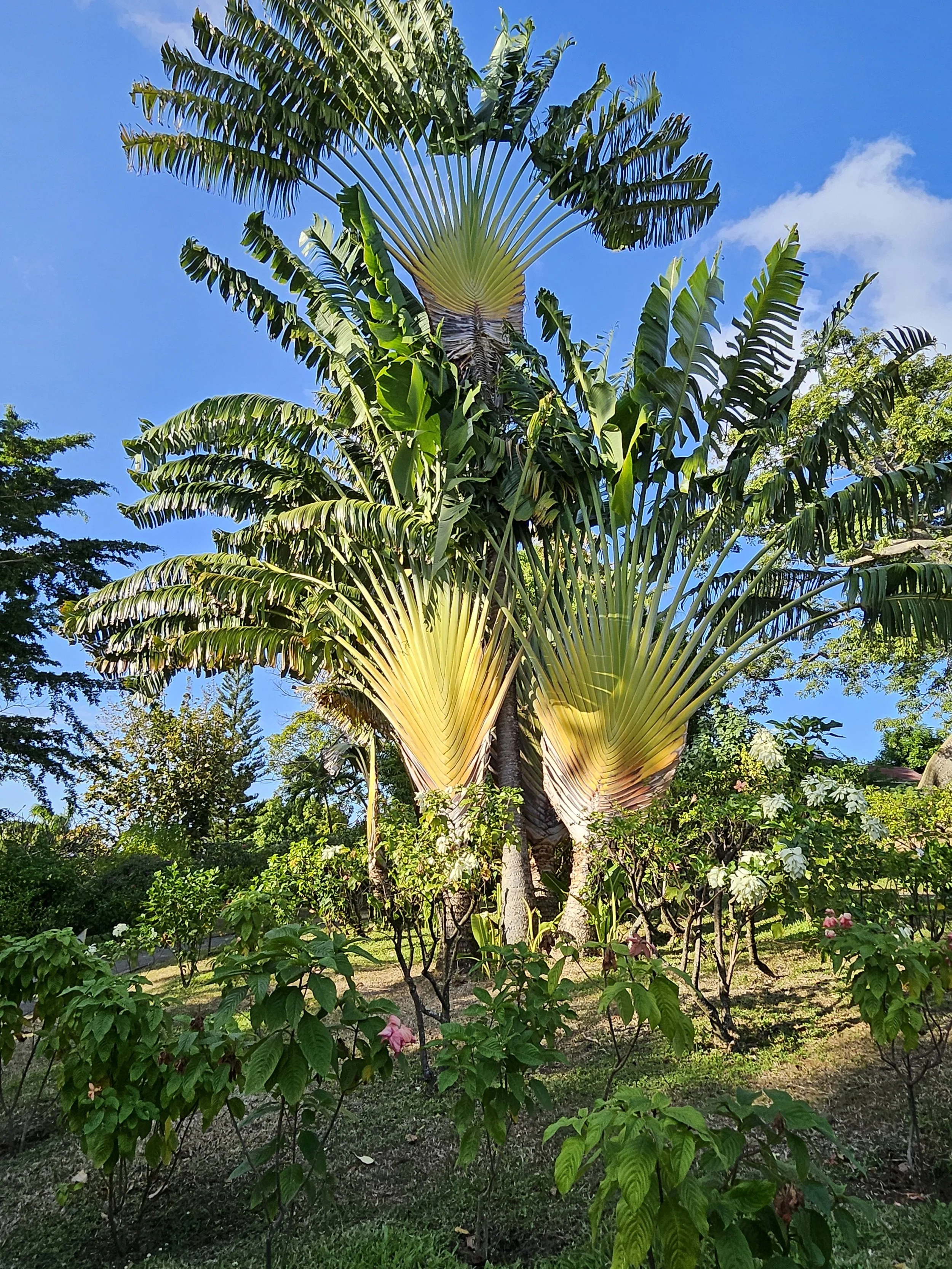 GUA06 20250111_155342.jpg