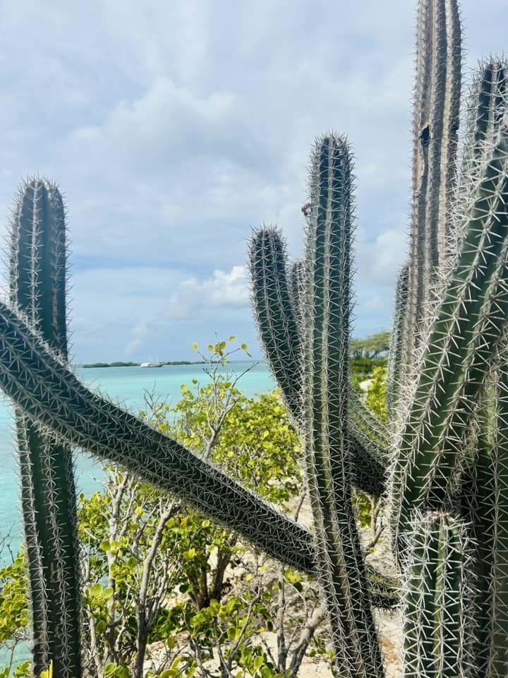 Image 117.jpeg
