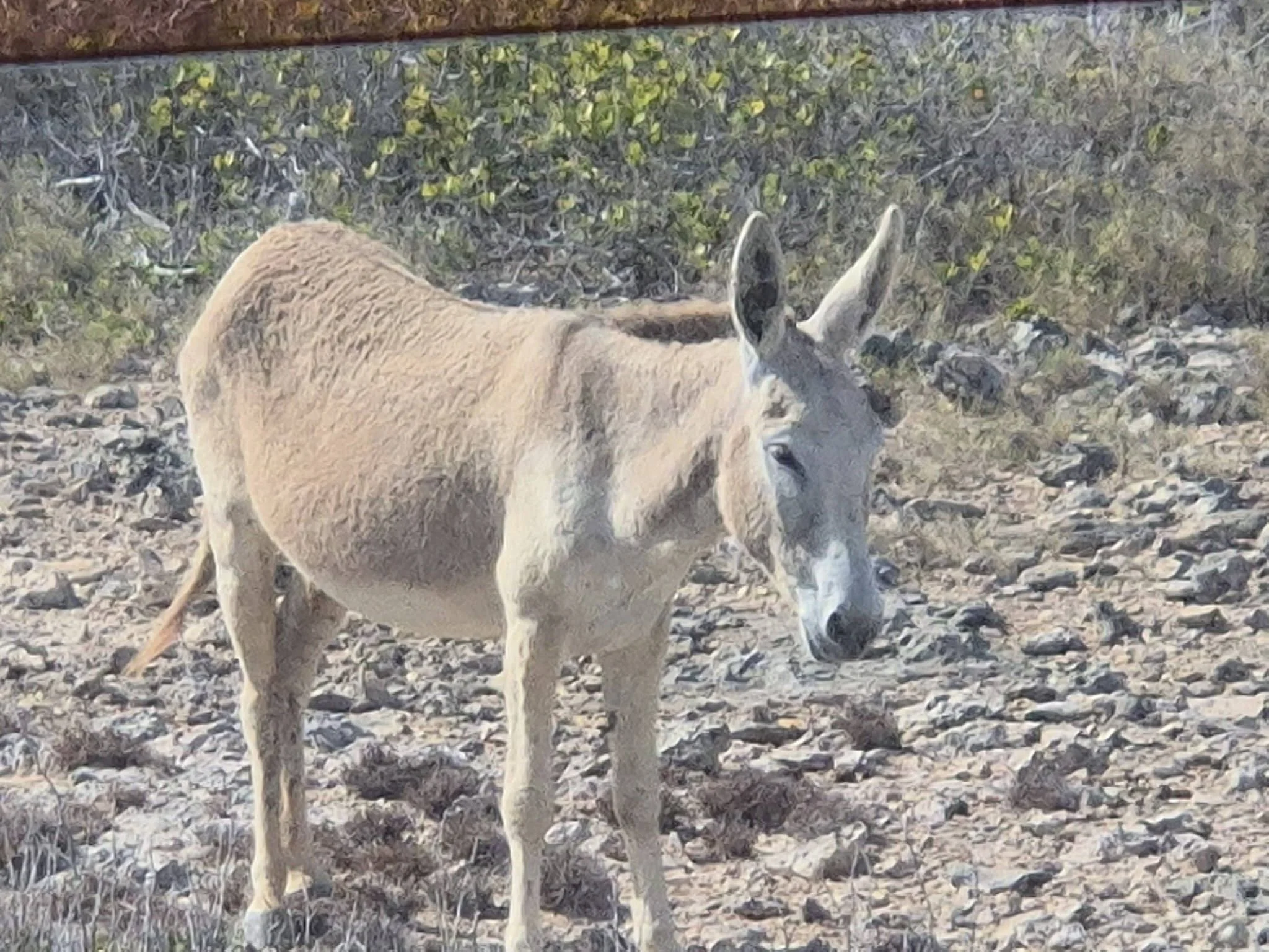Image 97.jpeg