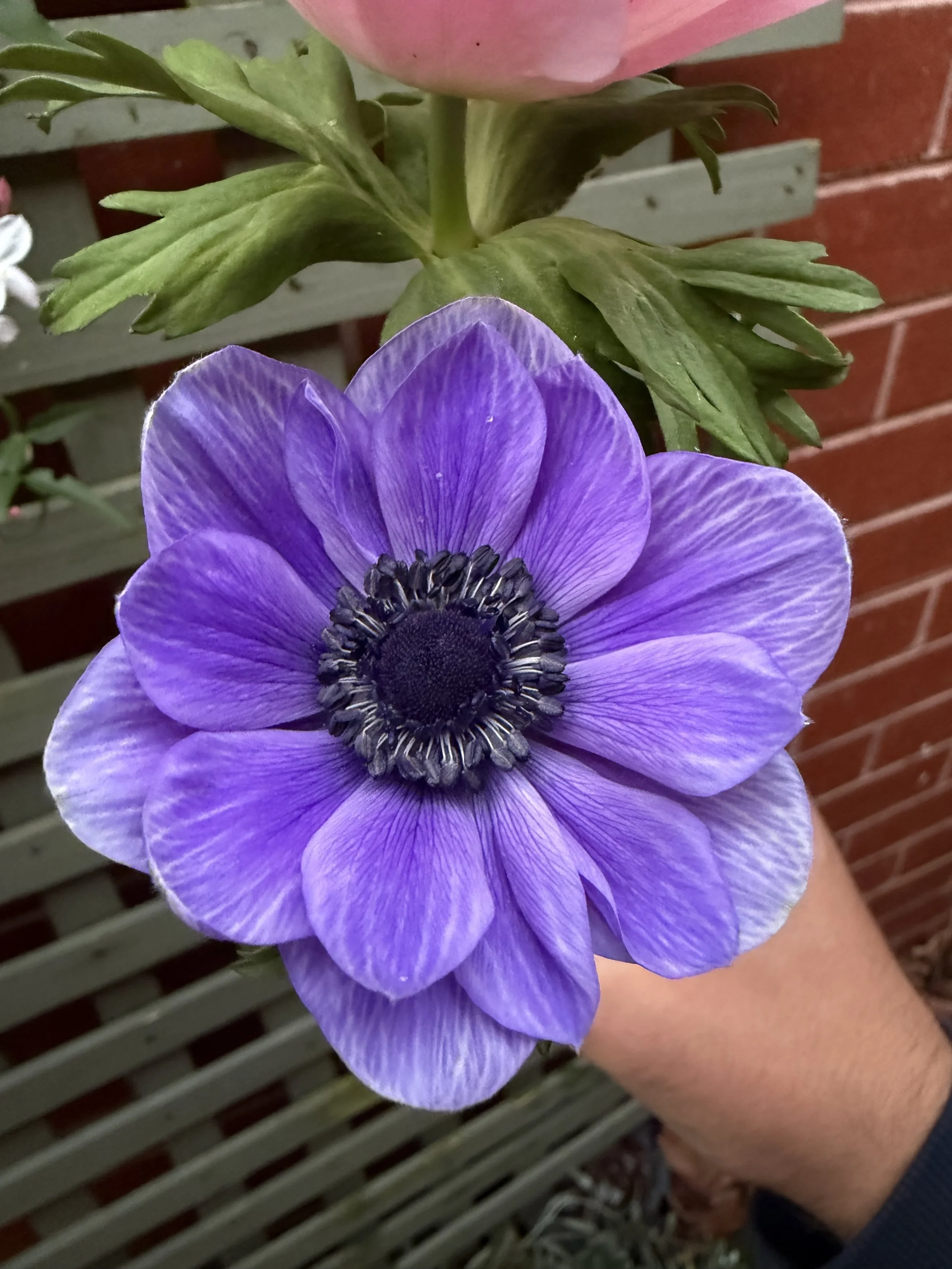 IMG_0846.jpeg