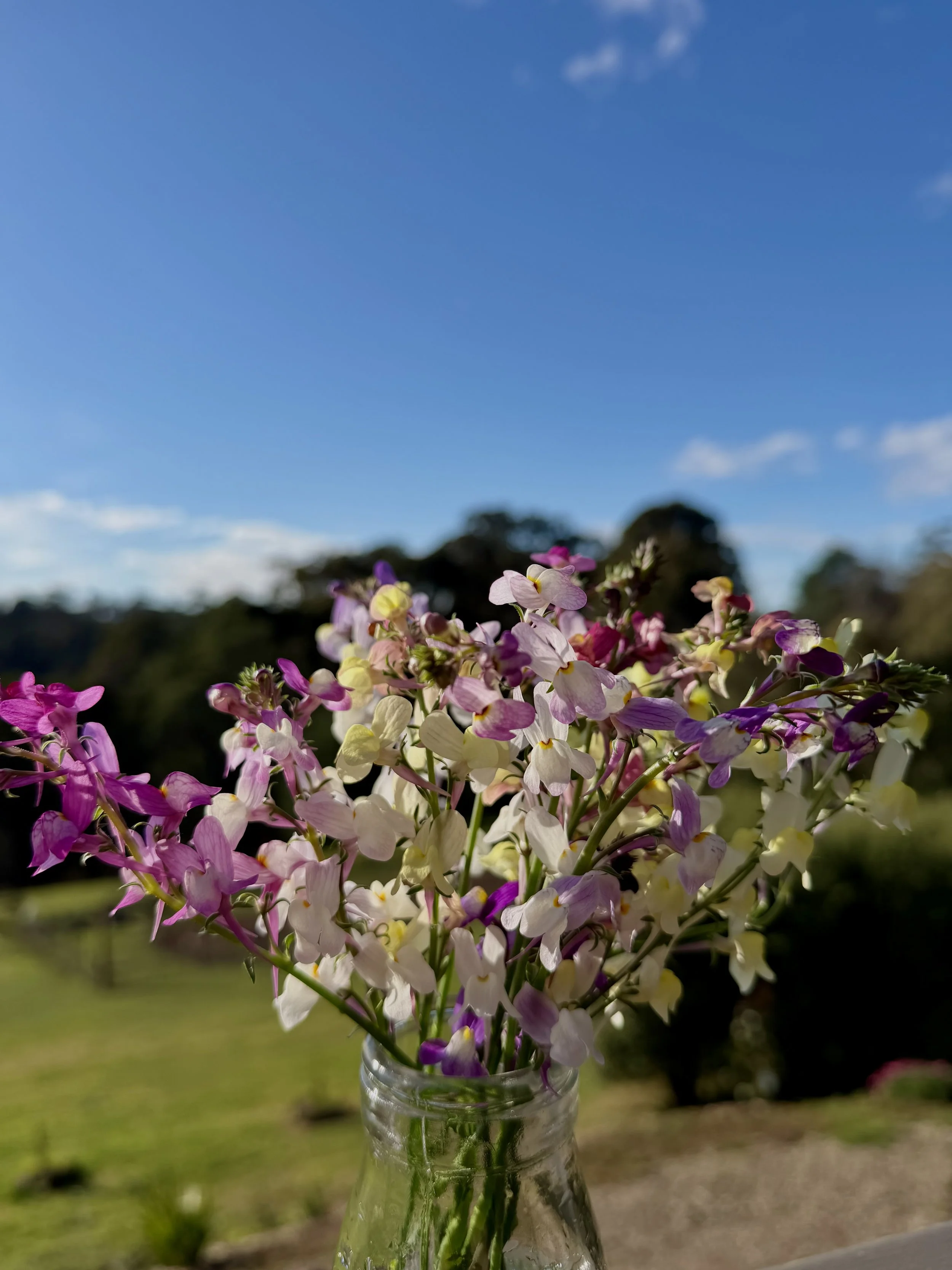 Linaria