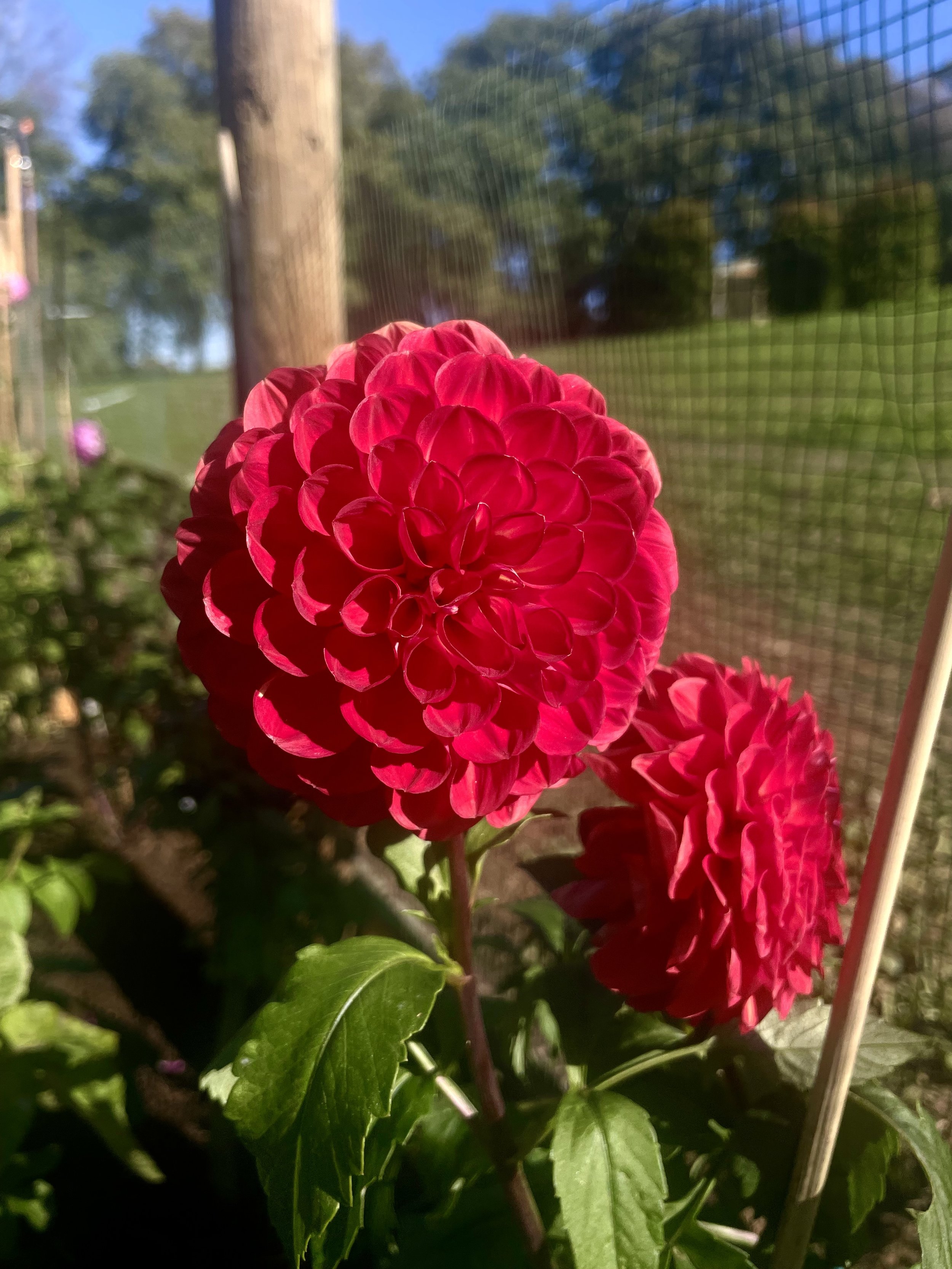 IMG_4916.jpeg