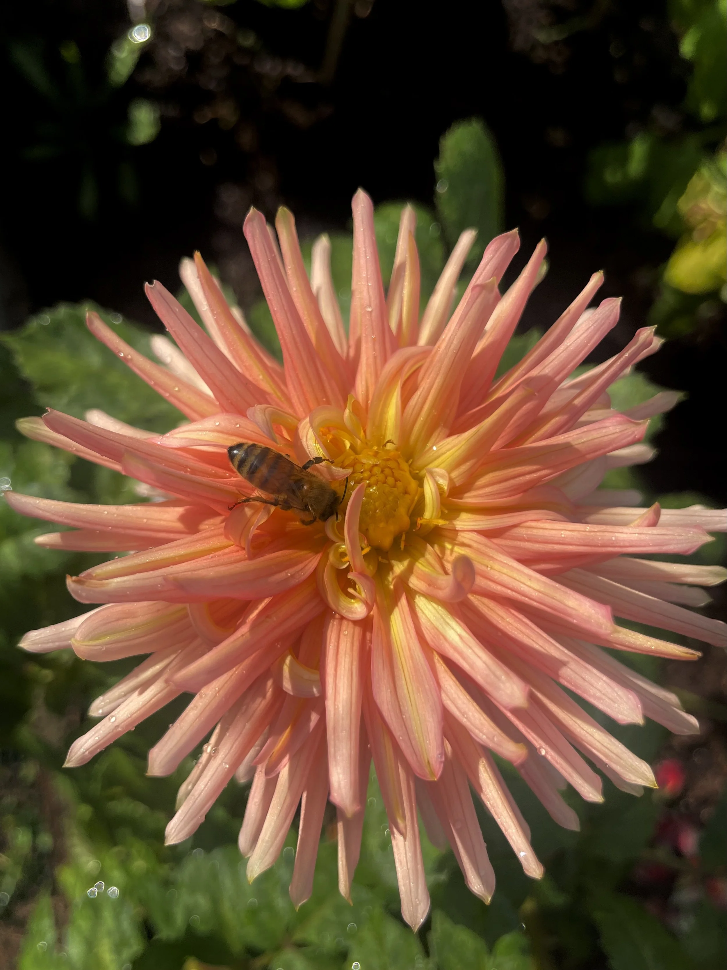 Dahlia