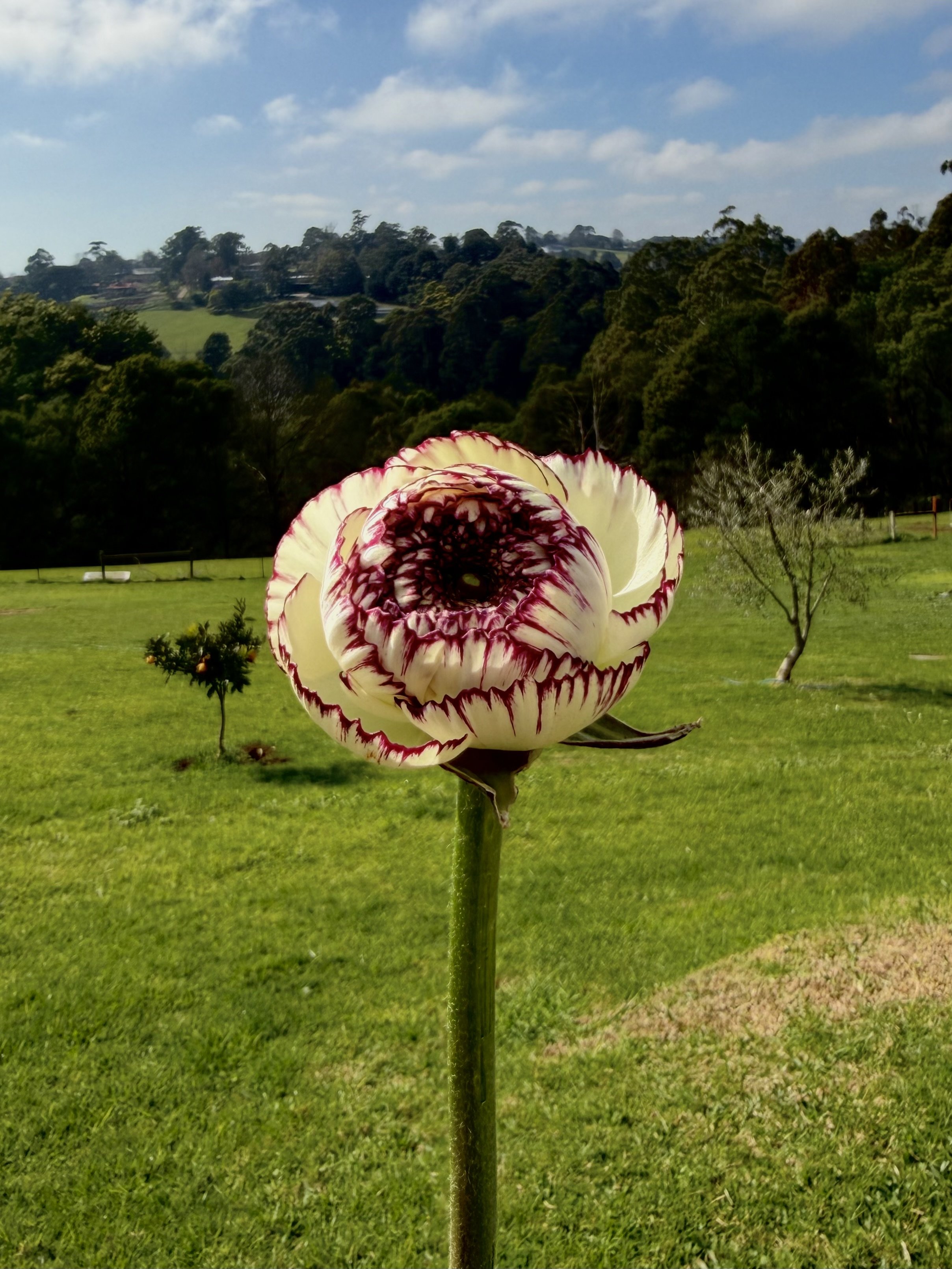 Italian Ranunculus