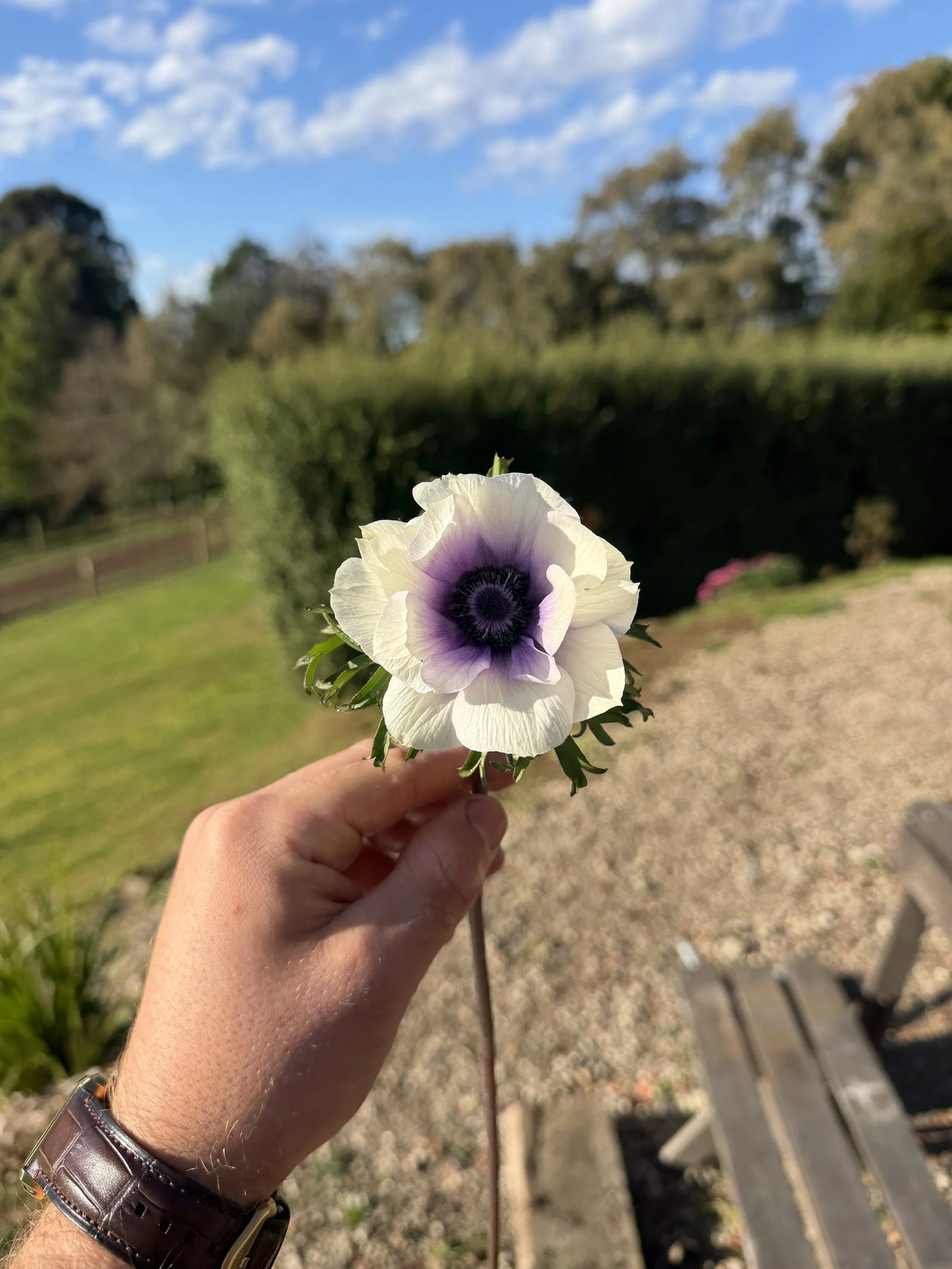 Anemone