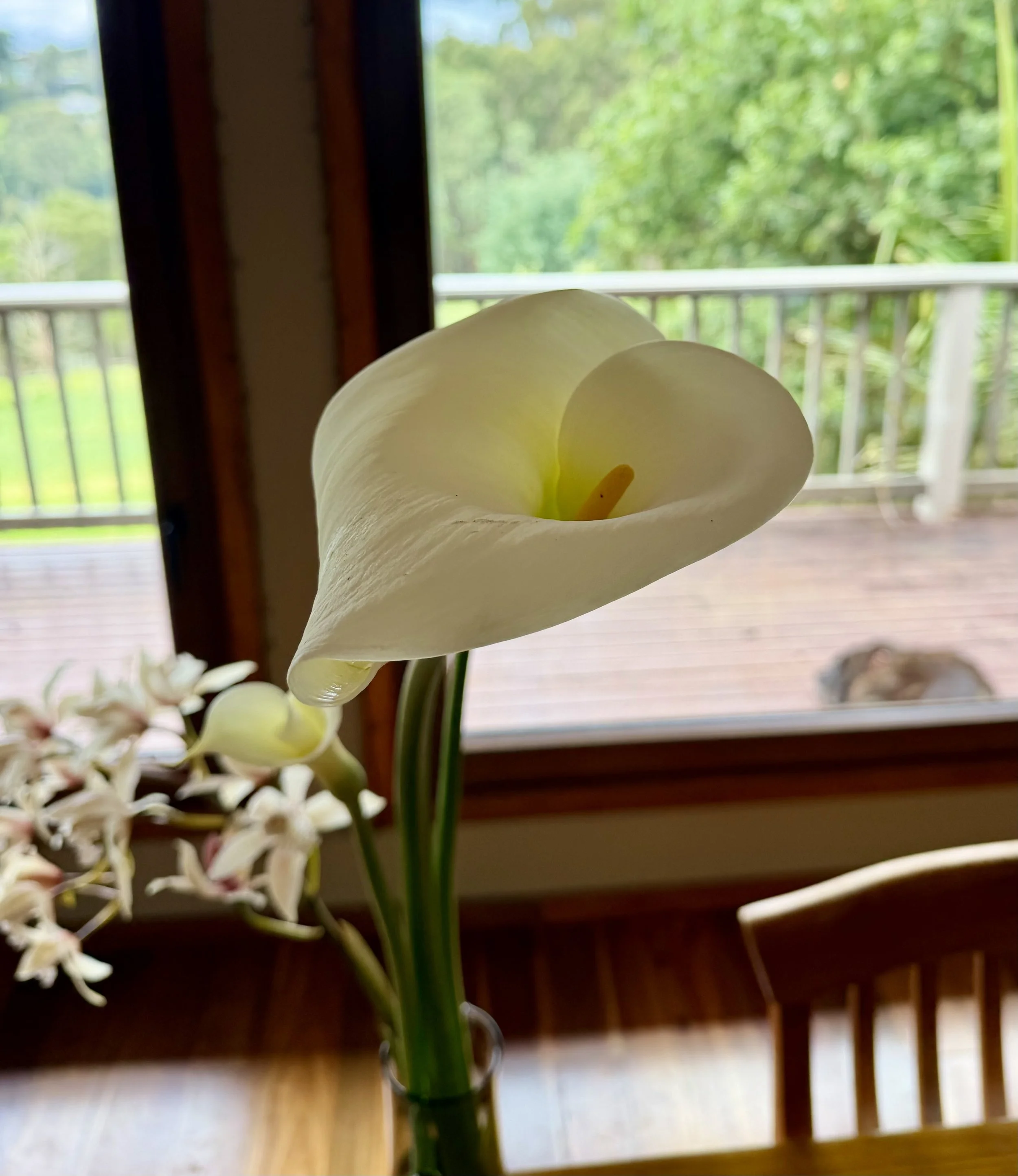 Calla Lily