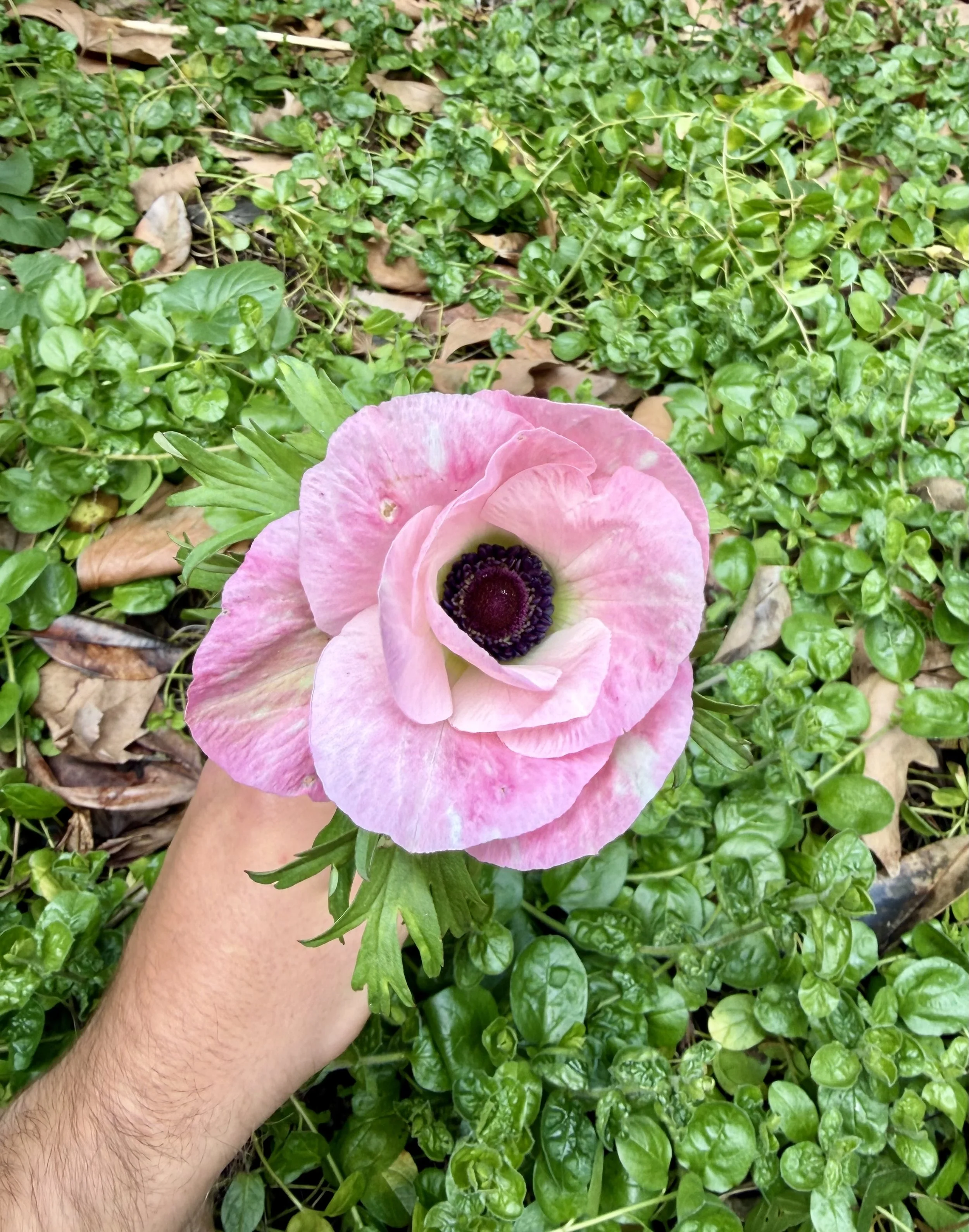 Italian Anemone