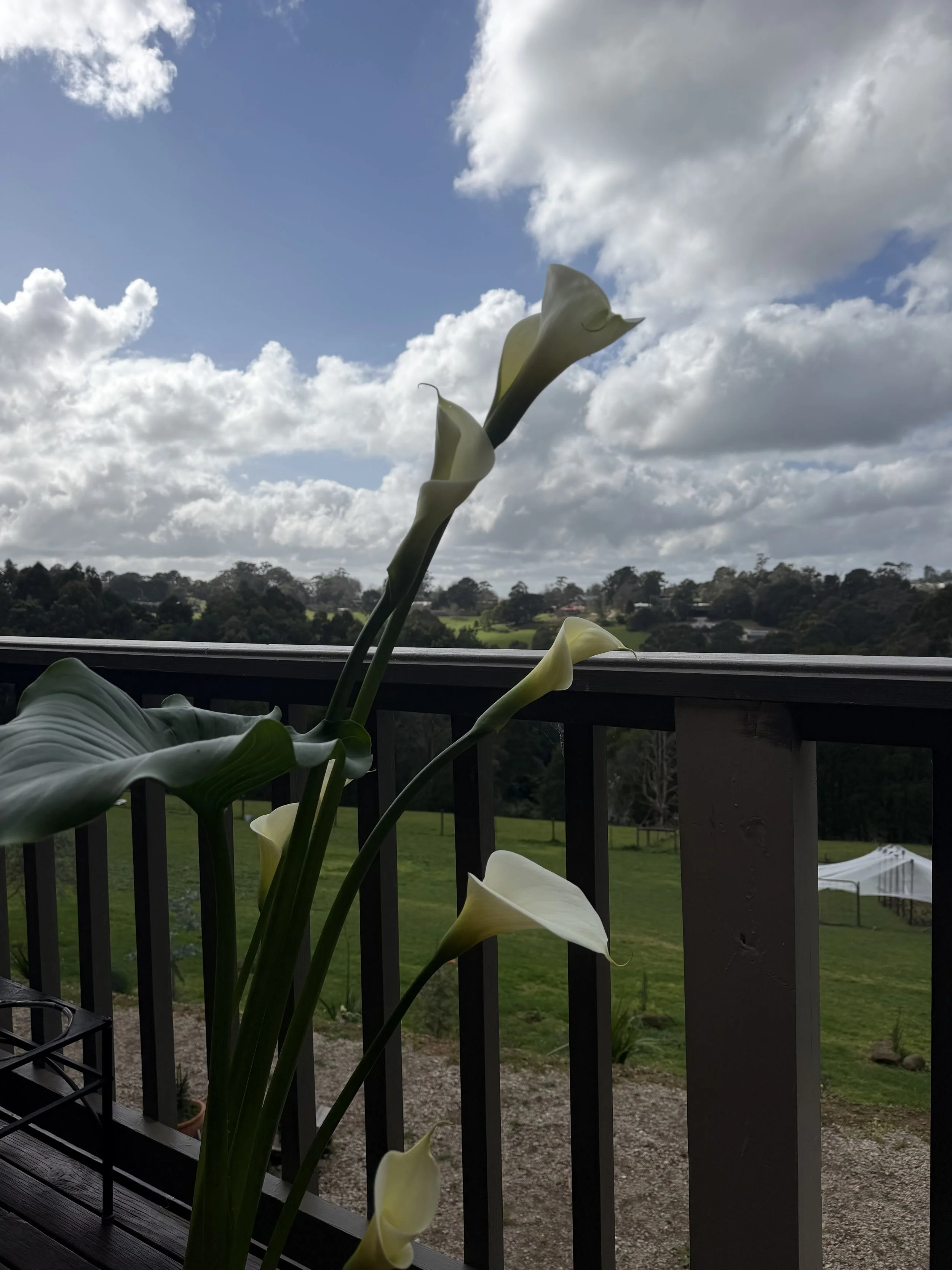 IMG_0990.jpeg