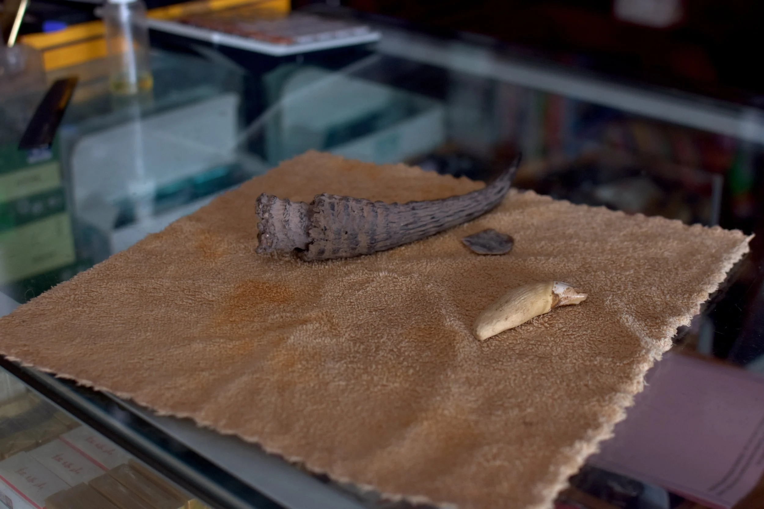 Illegal wildlife parts sold in Boten SEZ. Nikkei Asia, Aug 2023. 