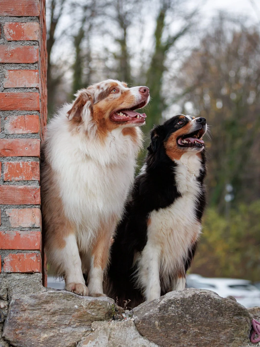 Two Australian Shepherd dogs sitting outdoors on rocks, one with a merle coat and the other with a black tri-color coat, next to a brick wall, with trees in the background.
